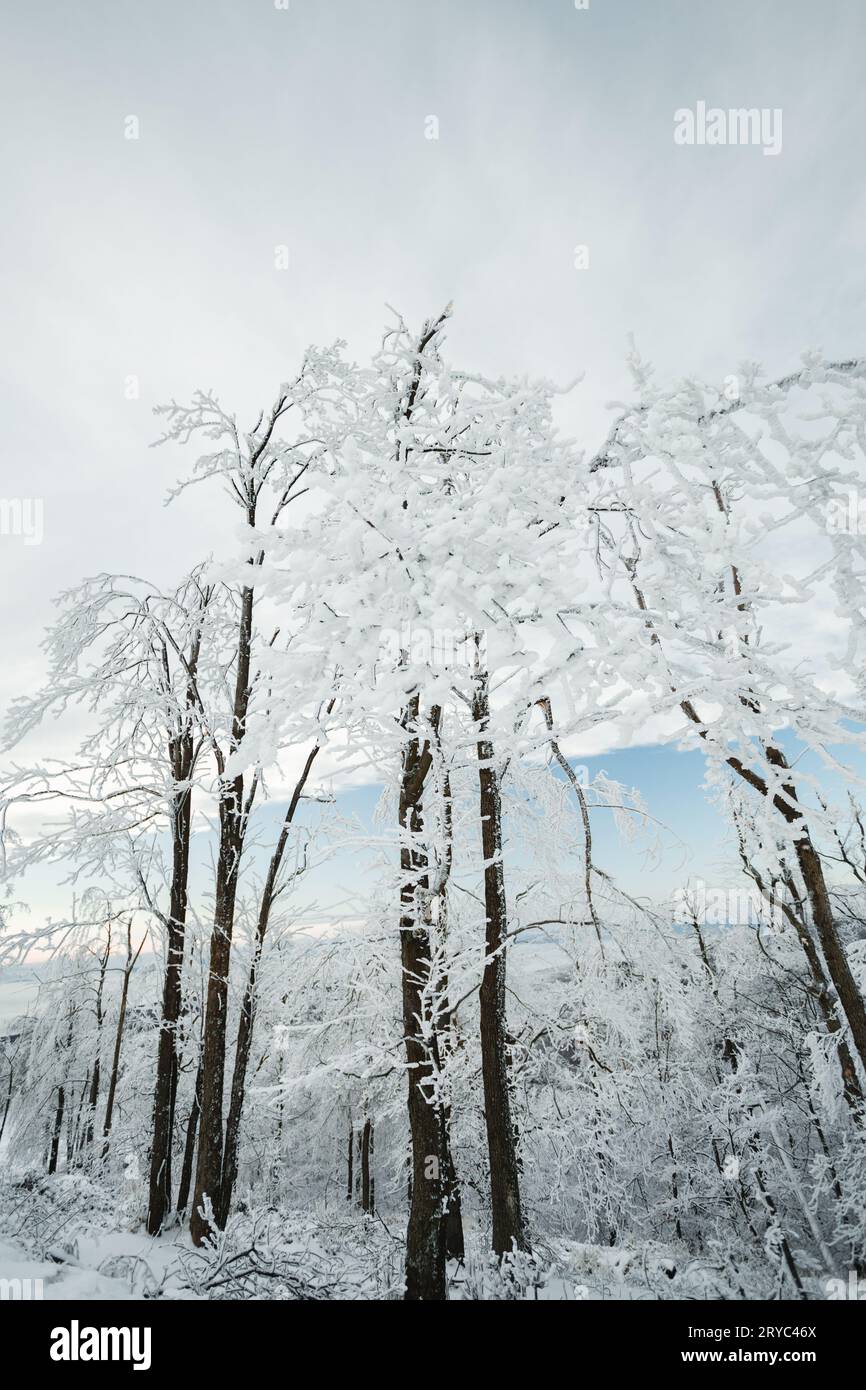 Paesaggio invernale innevato con lunghi alberi bianchi. Scenario idilliaco di foreste ghiacciate e fredde in inverno. Foto Stock