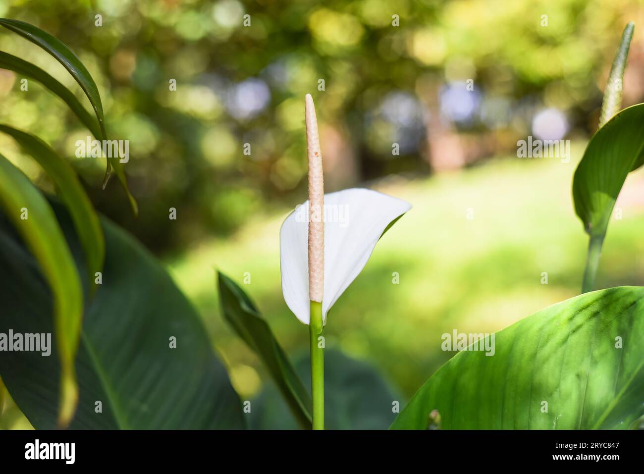 Spathiphyllum cochlearispathum comunemente chiamato giglio di pace che cresce in Vietnam Foto Stock
