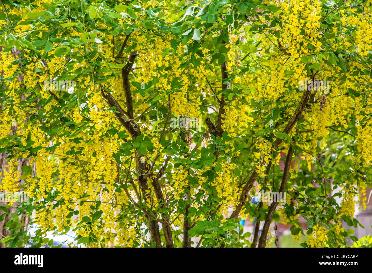 Fiori gialli di un laburnum Foto Stock