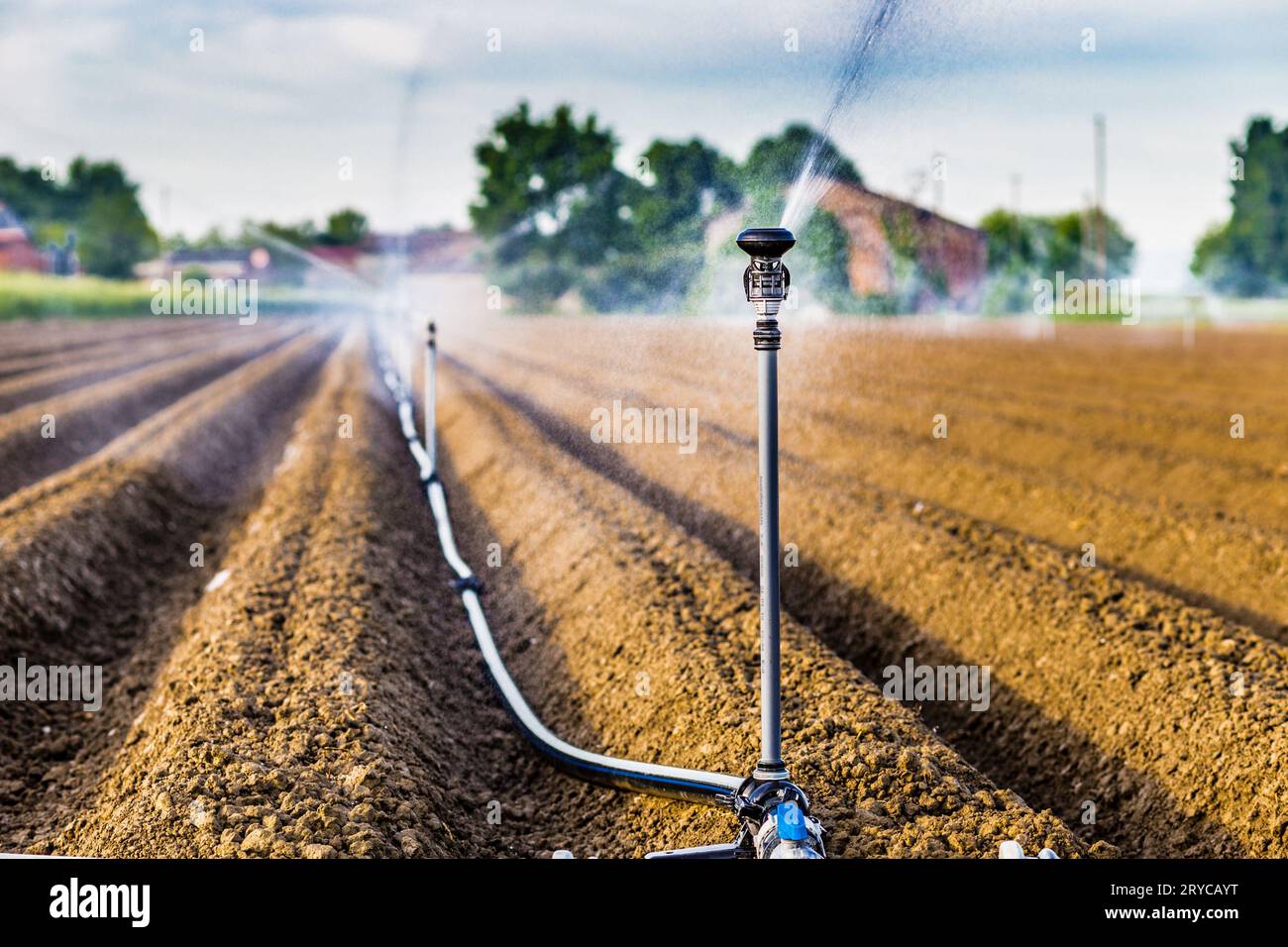 Irrigazione di campi coltivati Foto Stock