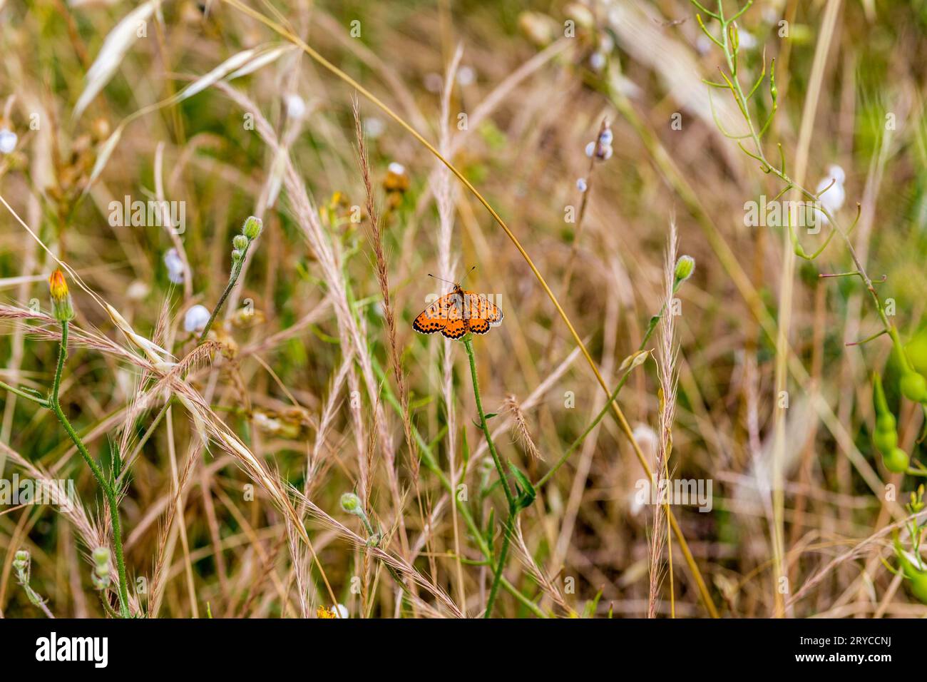 Farfalla con ali arancioni Foto Stock
