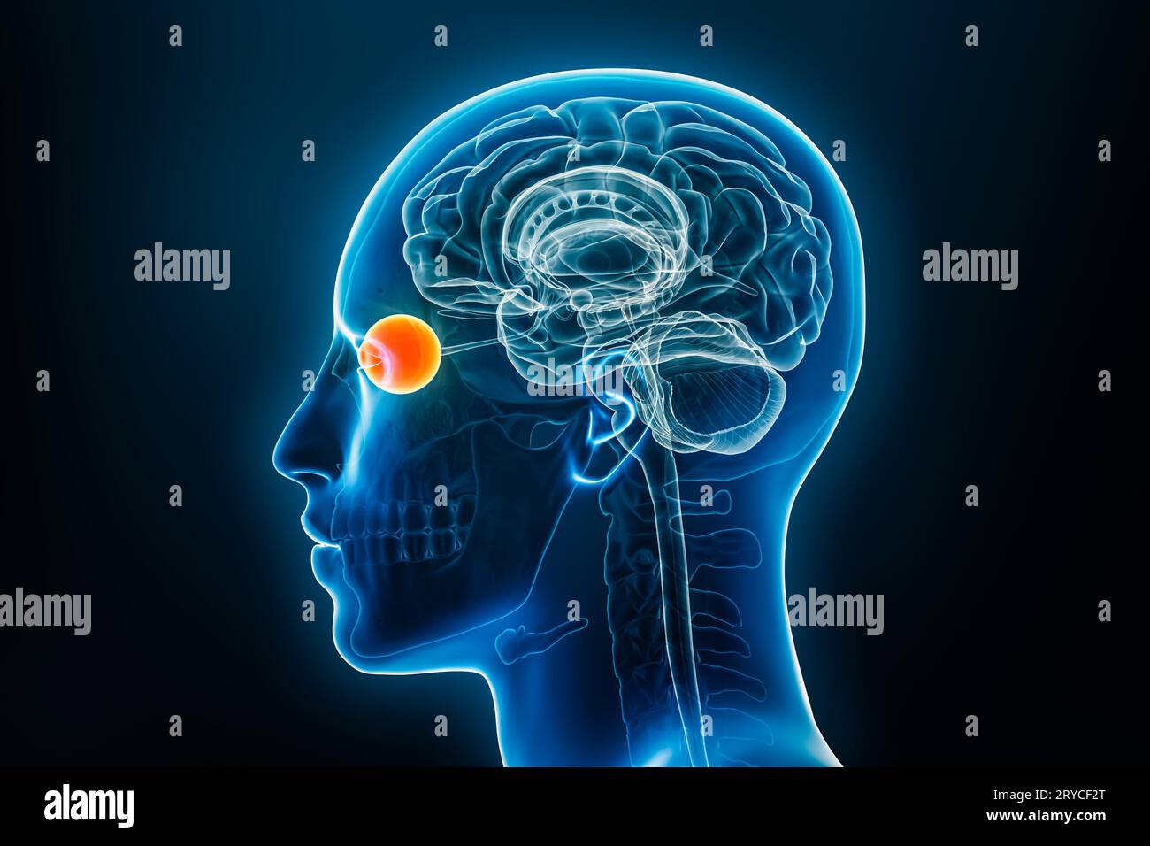 Vista laterale a raggi X o del profilo dell'illustrazione di rendering 3D occhio con contorni del corpo maschile. Anatomia umana, medicina, biologia, scienza, neuroscienza, neu Foto Stock