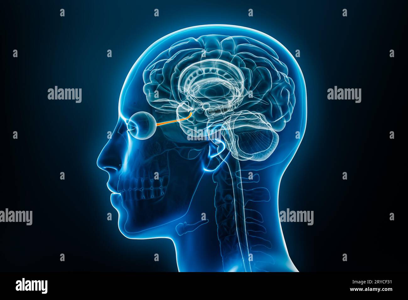 Vista laterale a raggi X o del profilo dell'illustrazione del rendering 3D del nervo ottico con contorni del corpo maschile. Anatomia del cervello umano, medicina, biologia, neuroscienze Foto Stock