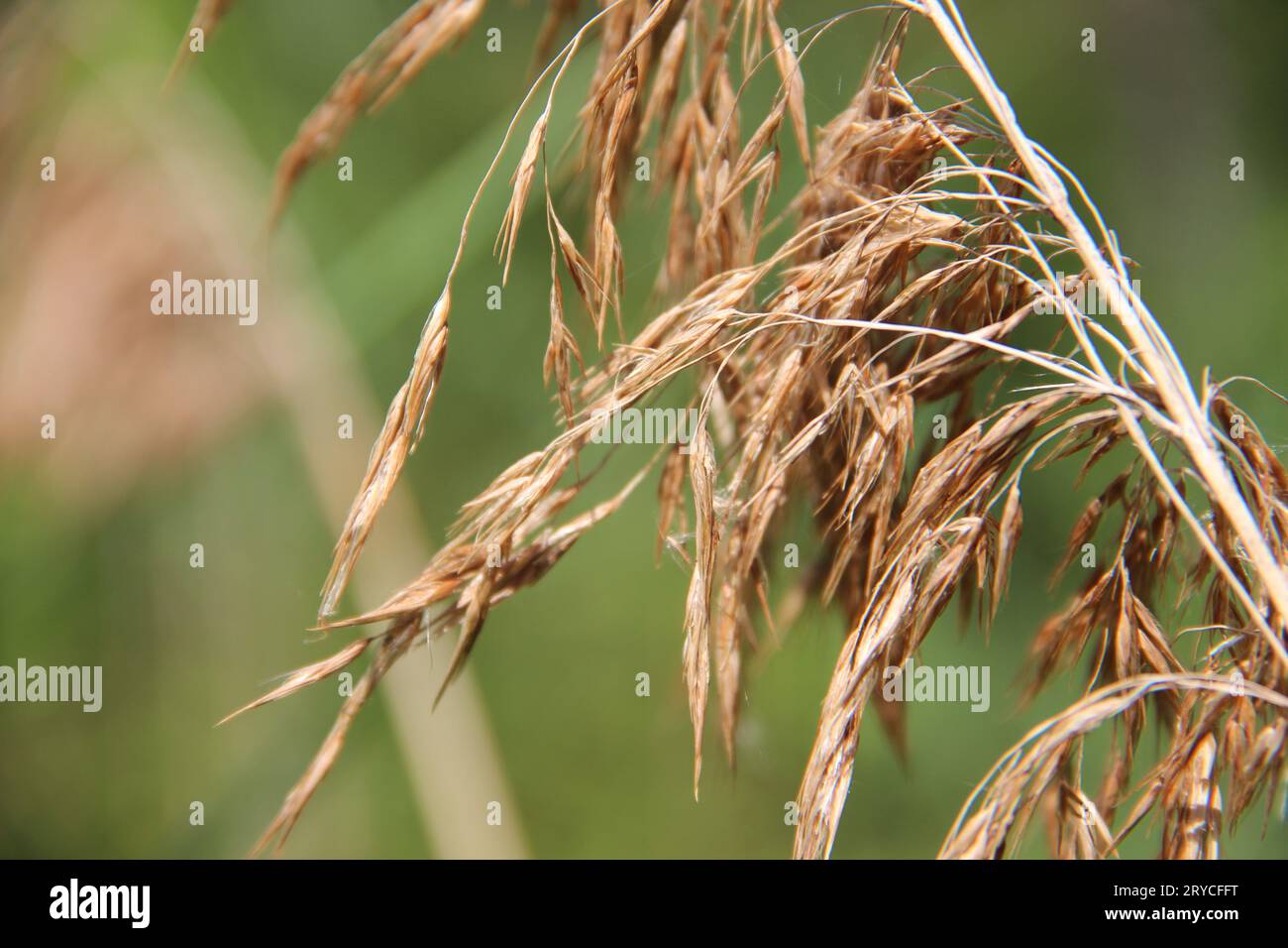 Infiorescenza Reed close-up. Profondità di campo Foto Stock