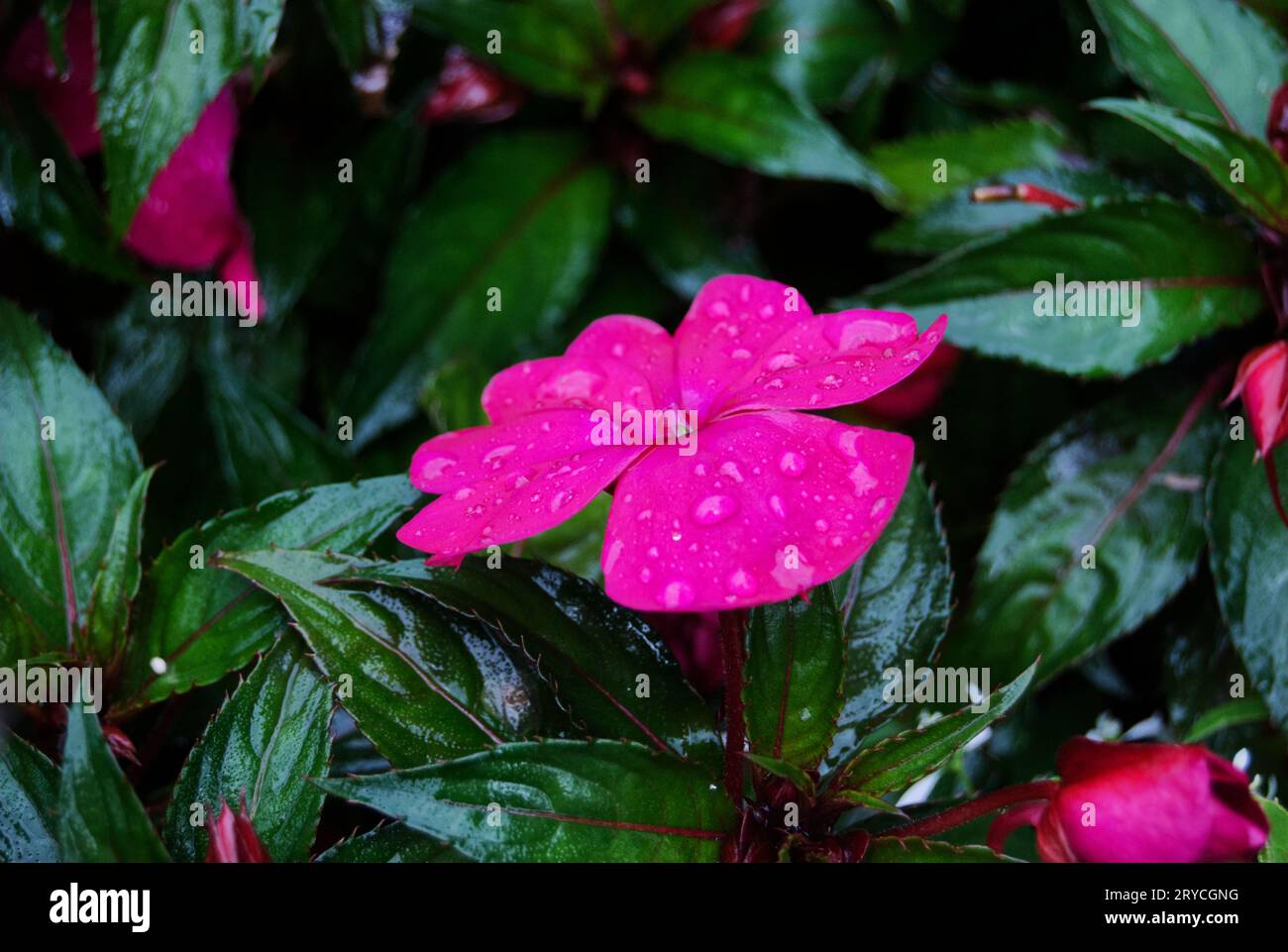 Pinke Blume mit Regentropfen Foto Stock
