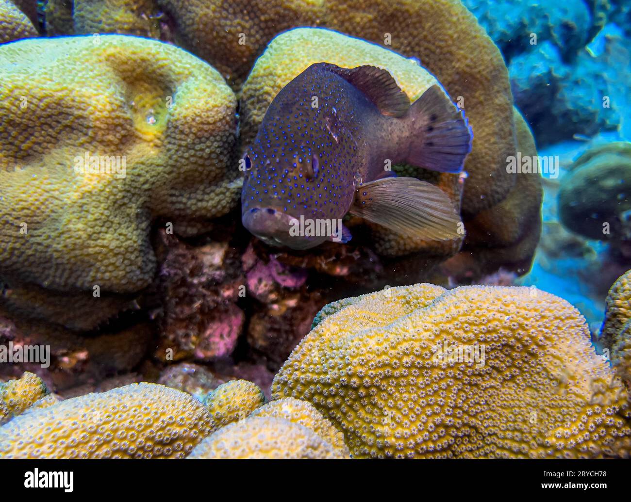 Cephalopholis argus, il pavone posteriore, roi, cernie spotte e cernie celesti, è una specie di pesci marini con pinne di razze, un membro del sottomarino Foto Stock