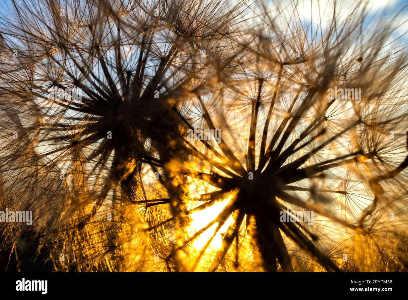 Marco foto di teste di semi di tarassino con il sole che tramonta Foto Stock