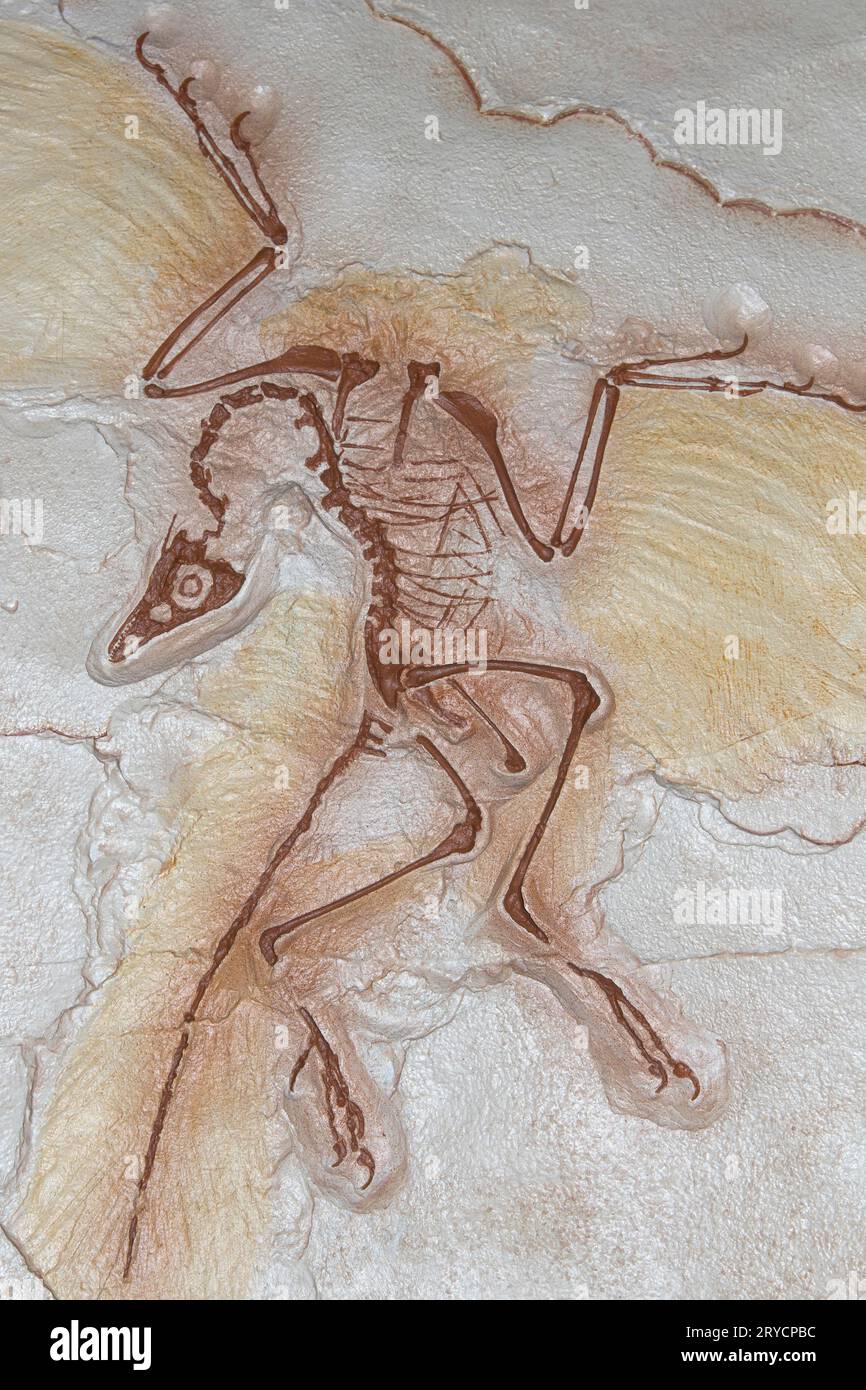 Fossil Archaeopteryx, Archaeopteryx lithographica, un legame evolutivo tra rettili e uccelli della formazione Solnhofen in Germania Foto Stock