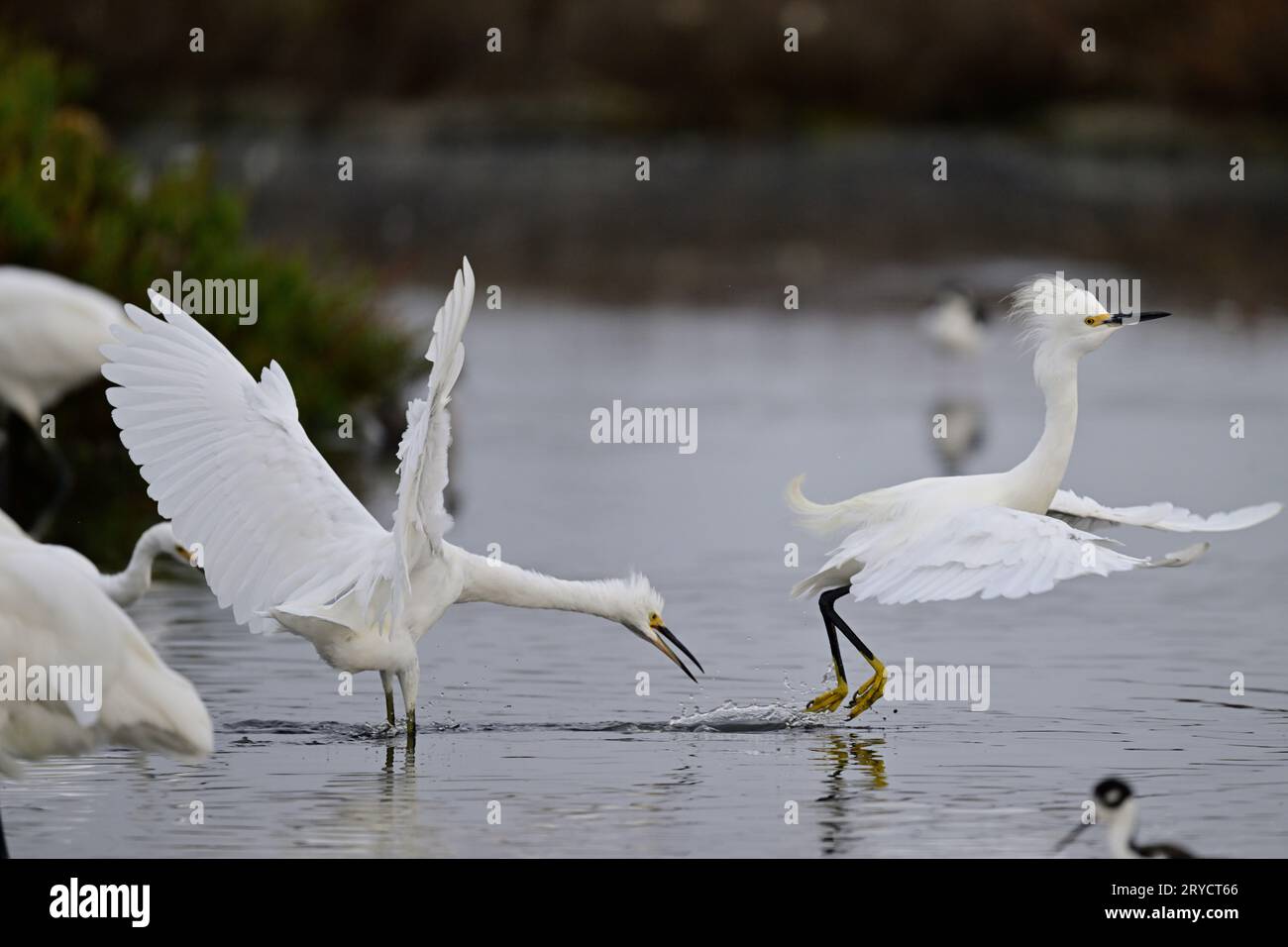 Snowy Egret che combatte con un altro per le dispute alimentari Foto Stock