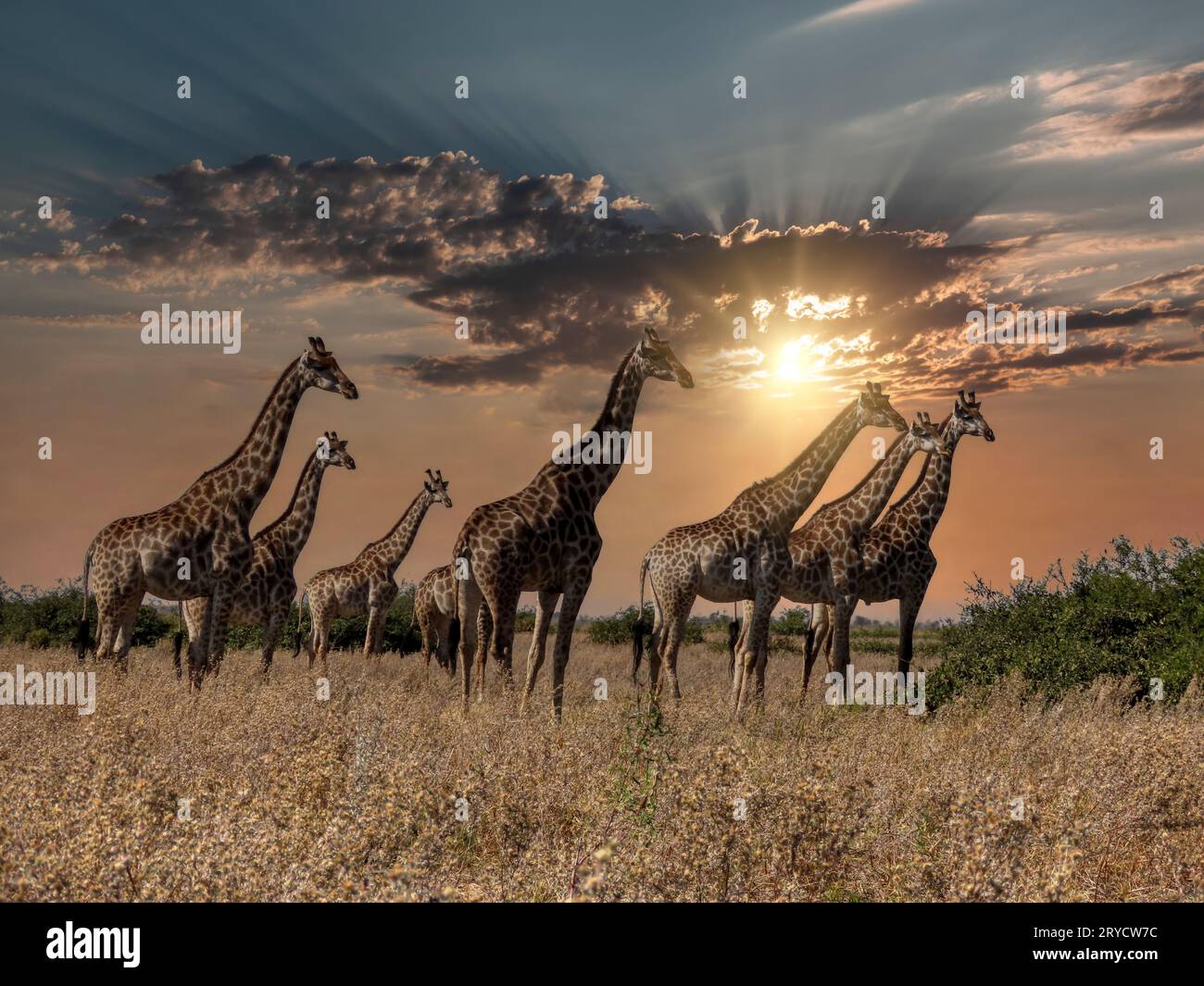 Branco di giraffe che pascolano e camminano nelle pianure del Botswana settentrionale al tramonto Foto Stock