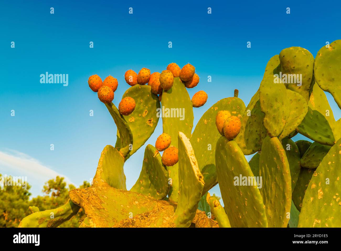 Pale Cactus e pere Foto Stock