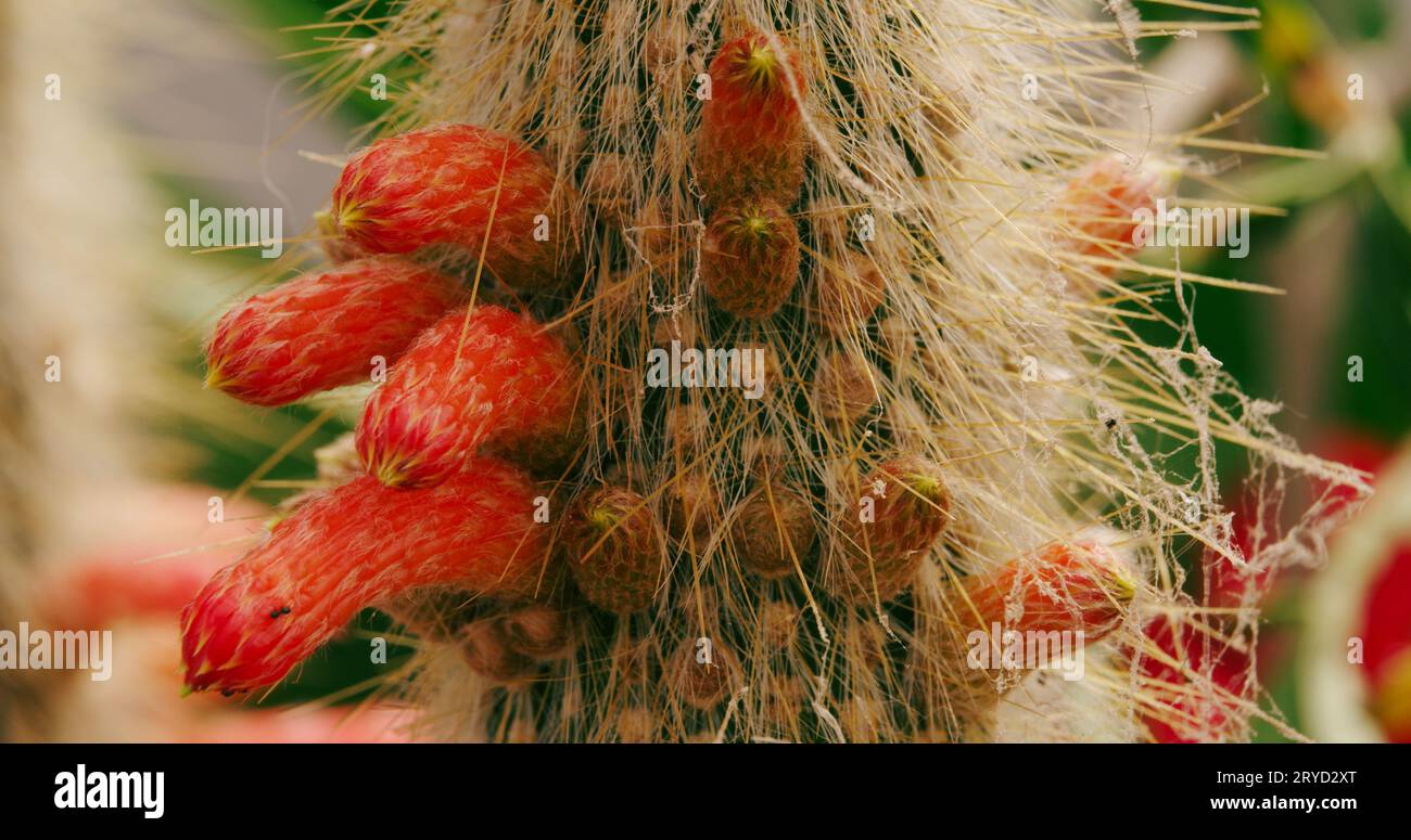 Macro studio di un cactus colonnare di una torcia d'argento, con i suoi fiori cilindrici infestati da mealybugs e acari ragni. Foto Stock