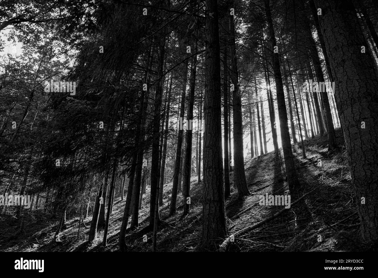 Nel bosco Foto Stock