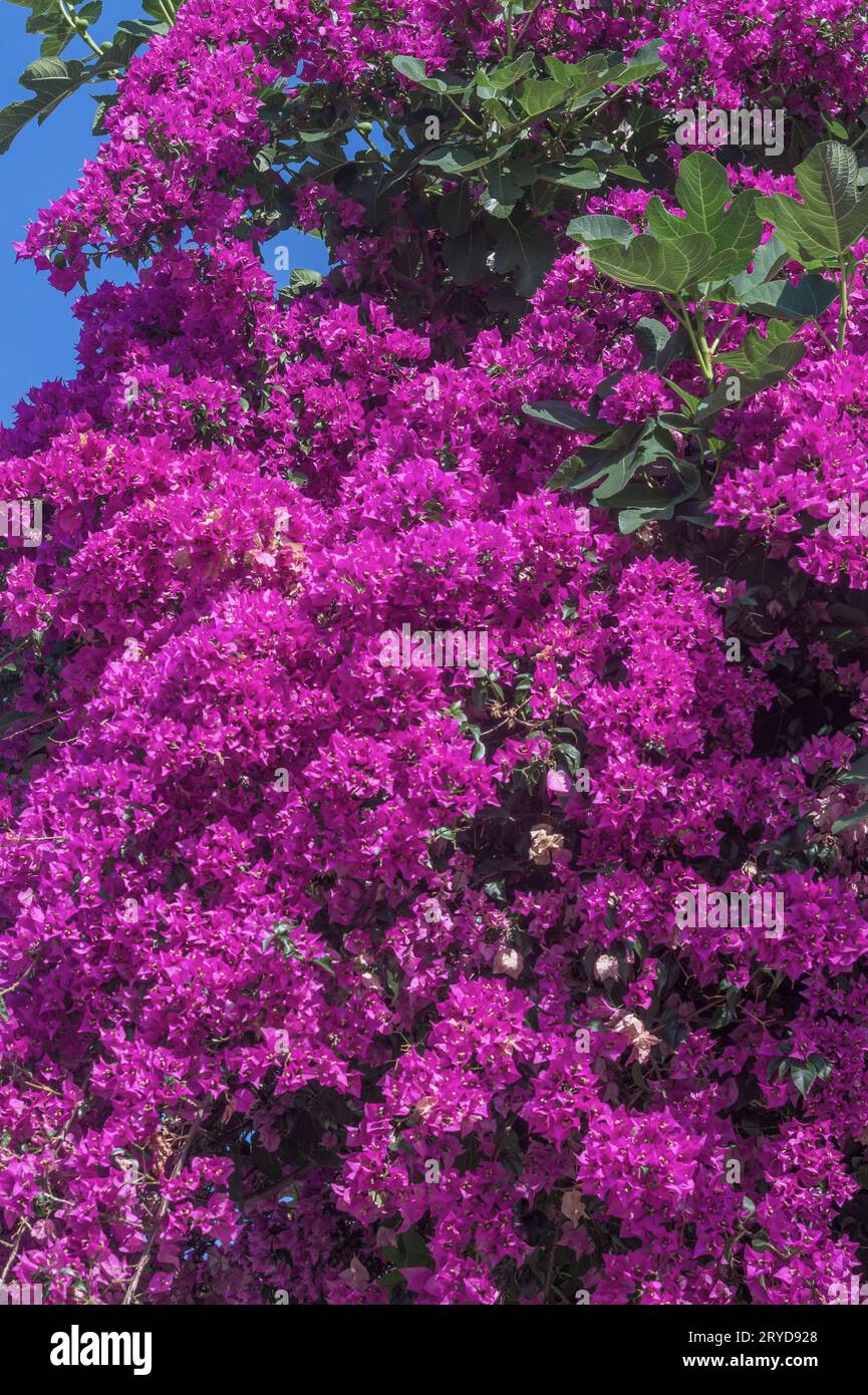 Fiori di bouganvillea Foto Stock