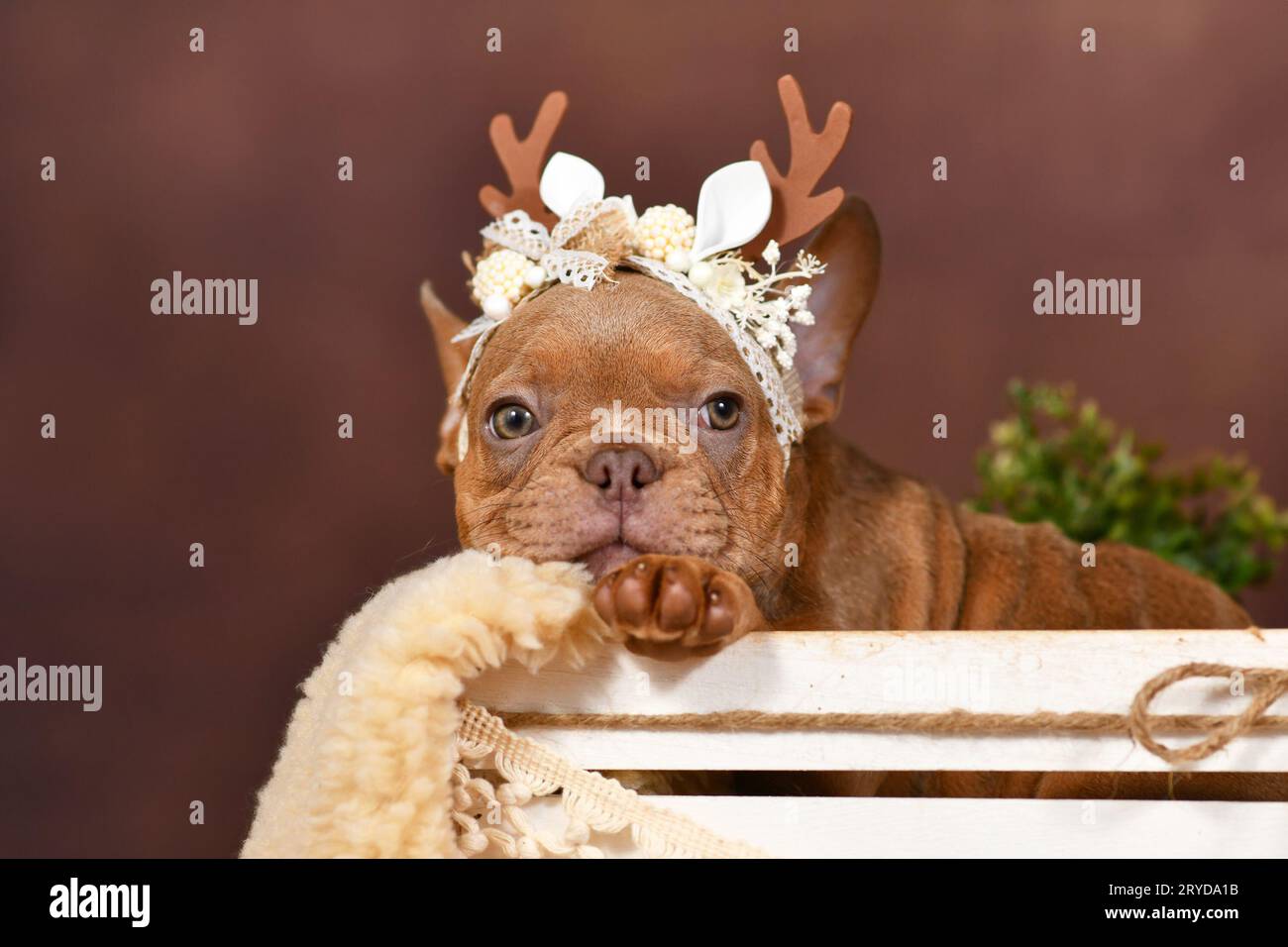 Cucciolo Bulldog francese con corna di renna nella scatola davanti a sfondo marrone Foto Stock