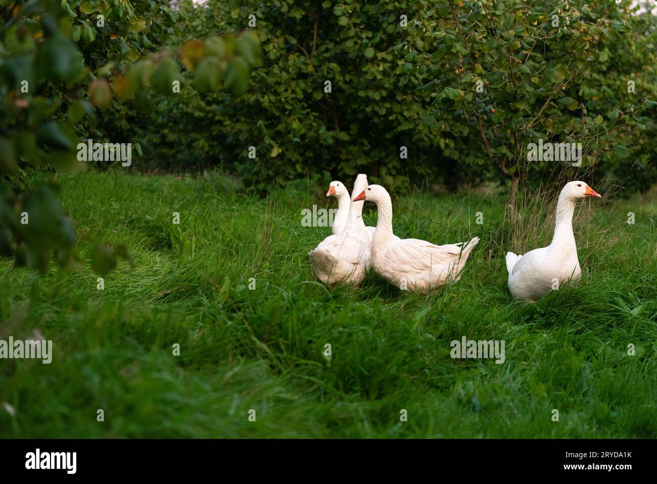 Oche bianche su prato verde nel giardino estivo. Animali da fattoria. Foto Stock