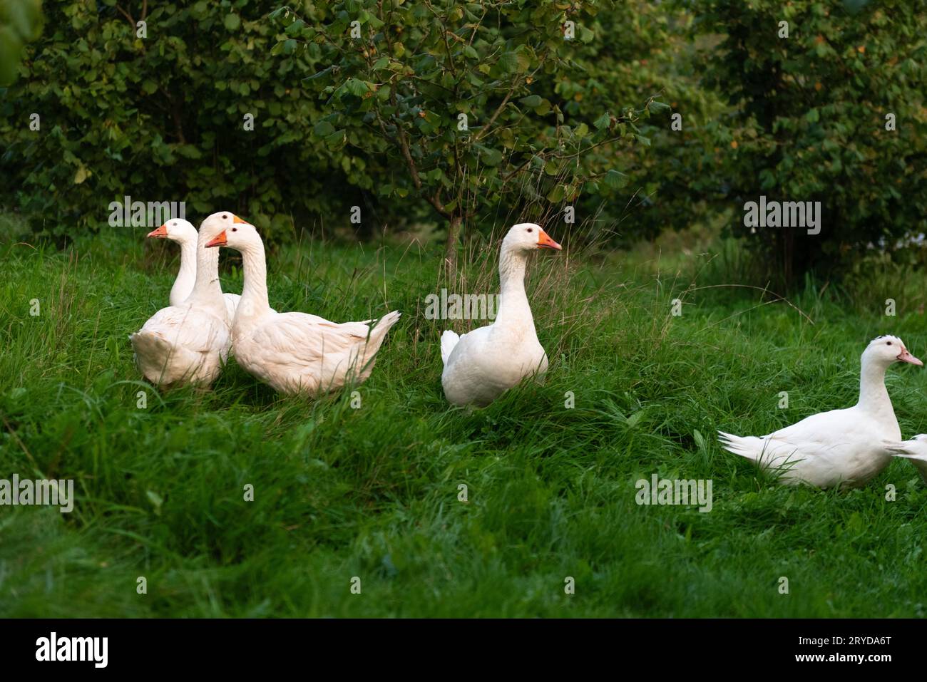 Oche bianche su prato verde nel giardino estivo. Animali da fattoria. Foto Stock