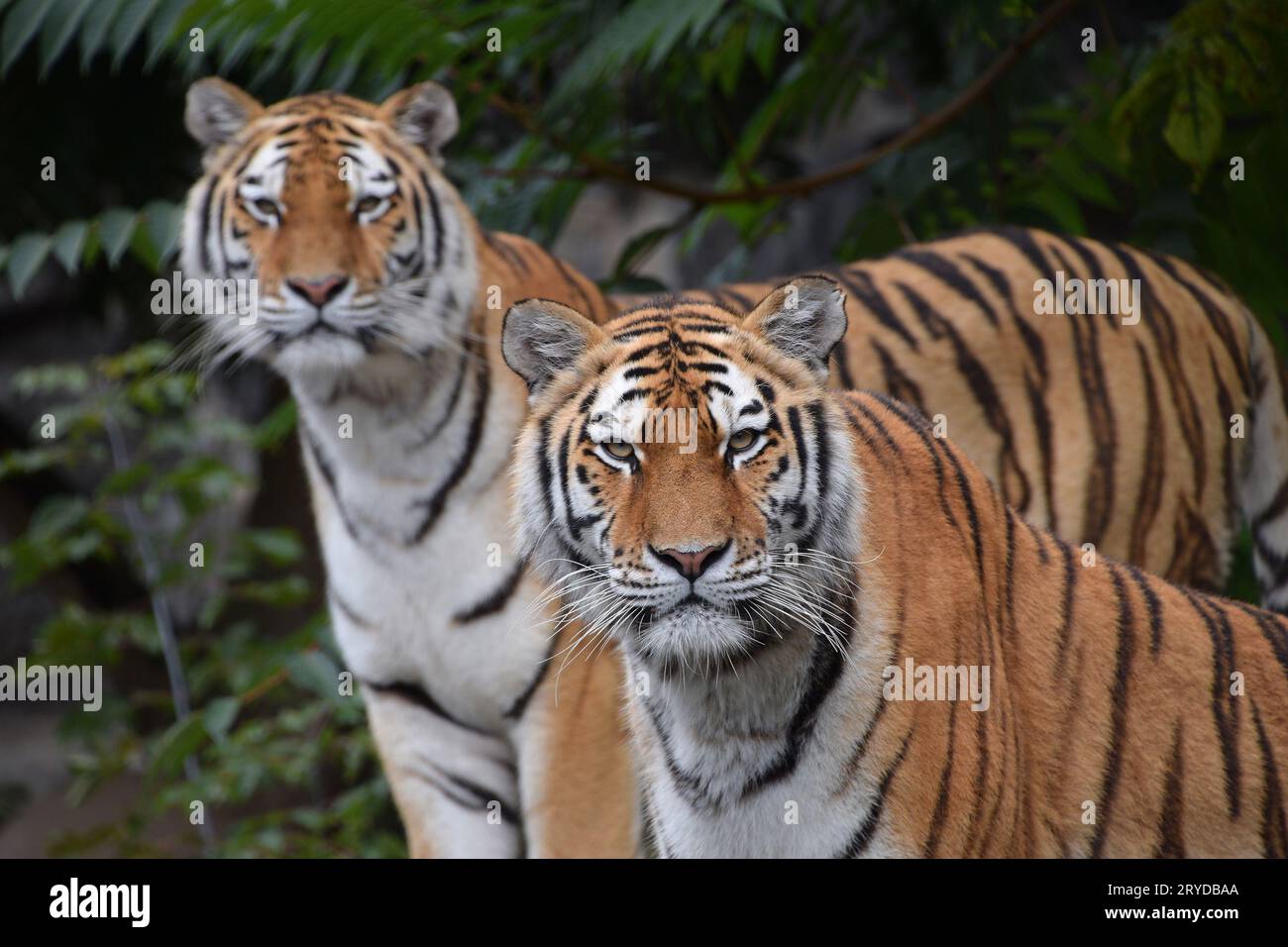 Close up ritratto di due tigri Amur Foto Stock