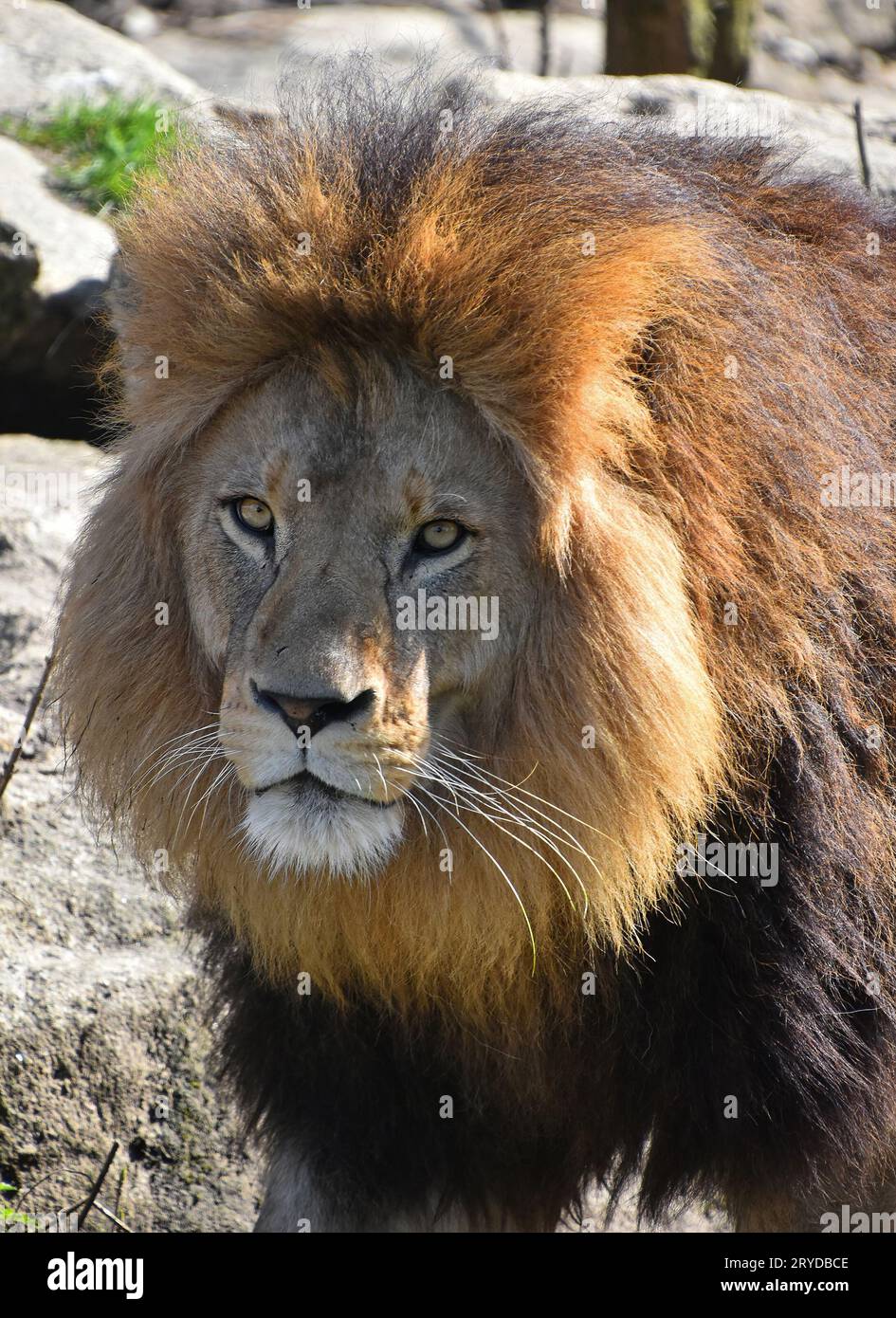 Close up ritratto di lion guardando la fotocamera Foto Stock