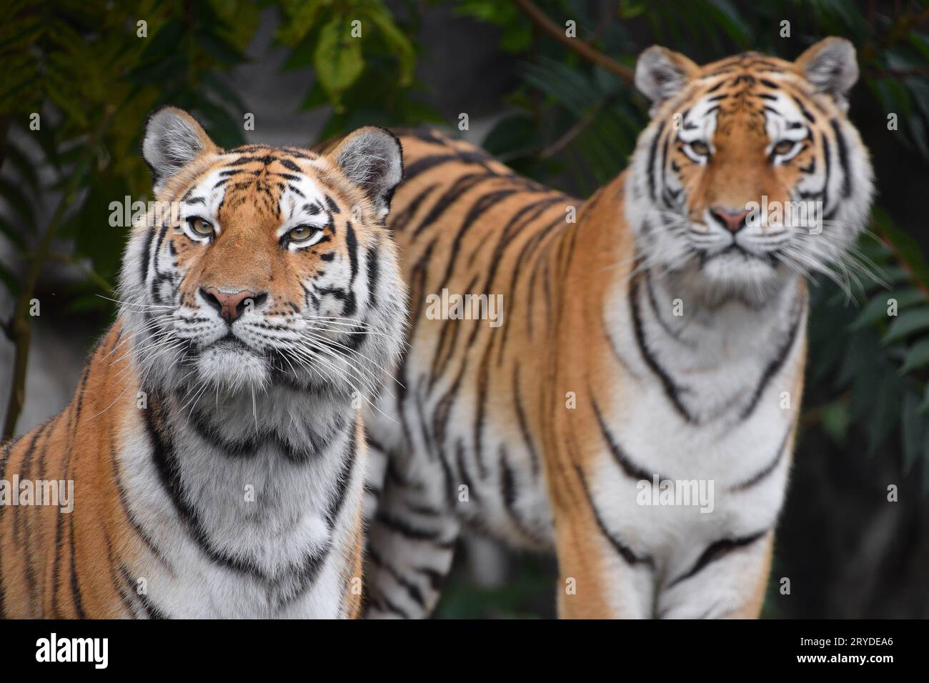 Close up ritratto di due tigri Amur Foto Stock