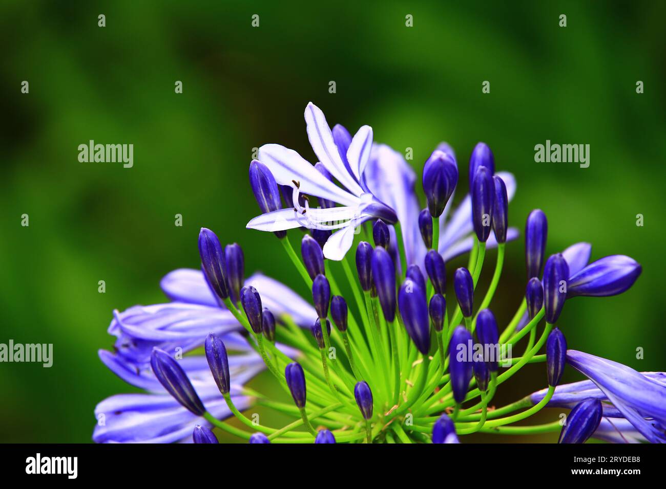 Fioritura del Giglio del Nilo o dei Fiori del Giglio Africano, primo piano di blu con fiori di giglio bianchi che fioriscono nel giardino Foto Stock