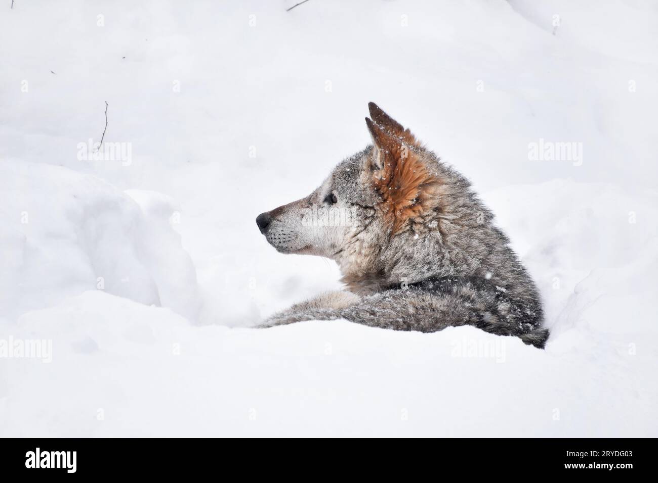 Lupo grigio in appoggio nella neve profonda inverno den lair Foto Stock