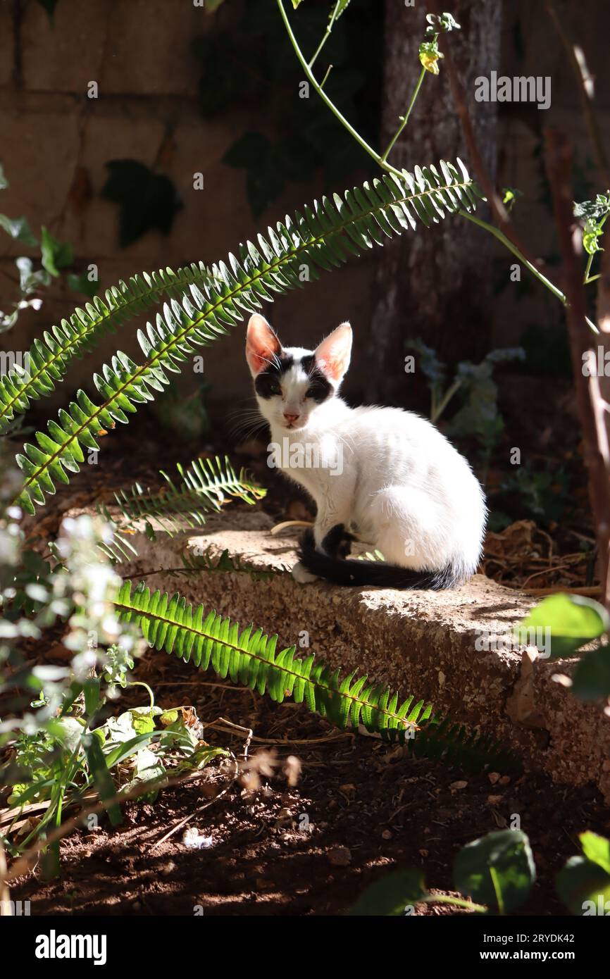 Il gatto che guarda la macchina fotografica ha un bell'aspetto di luce solare che conferisce alla foto un grande valore Foto Stock