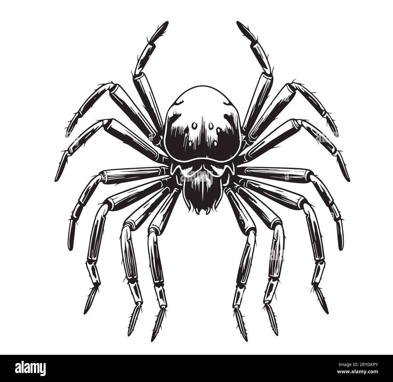 Spider centipede schizzo di insetti disegnato a mano Vector Illustrazione Vettoriale
