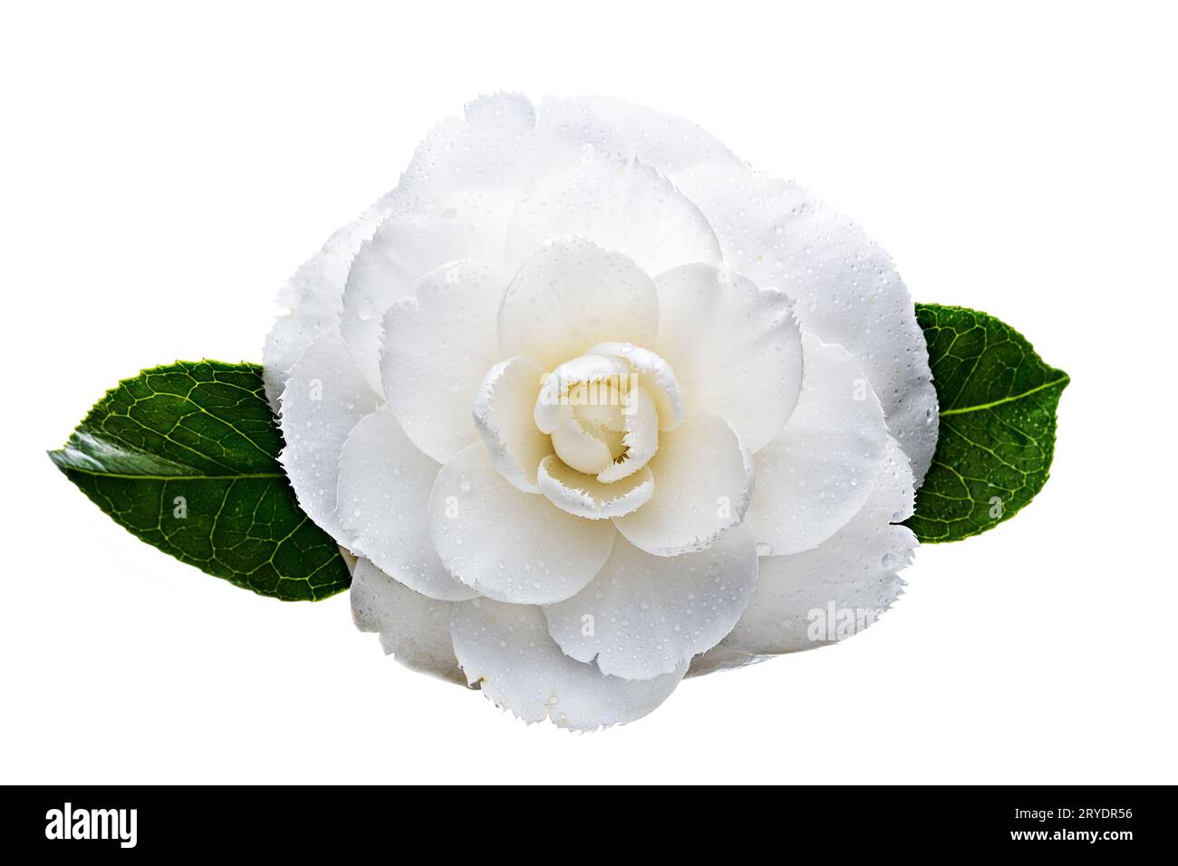 Fiore bianco camelia isolato su sfondo bianco. Camellia japonica Foto Stock