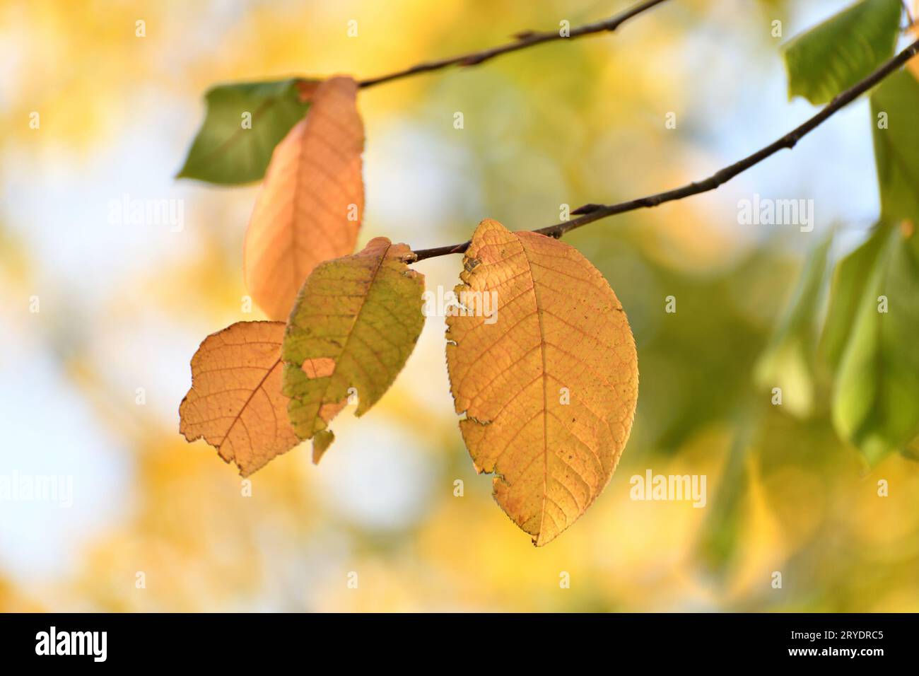 Foglie gialle sul ramo degli alberi in autunno Foto Stock