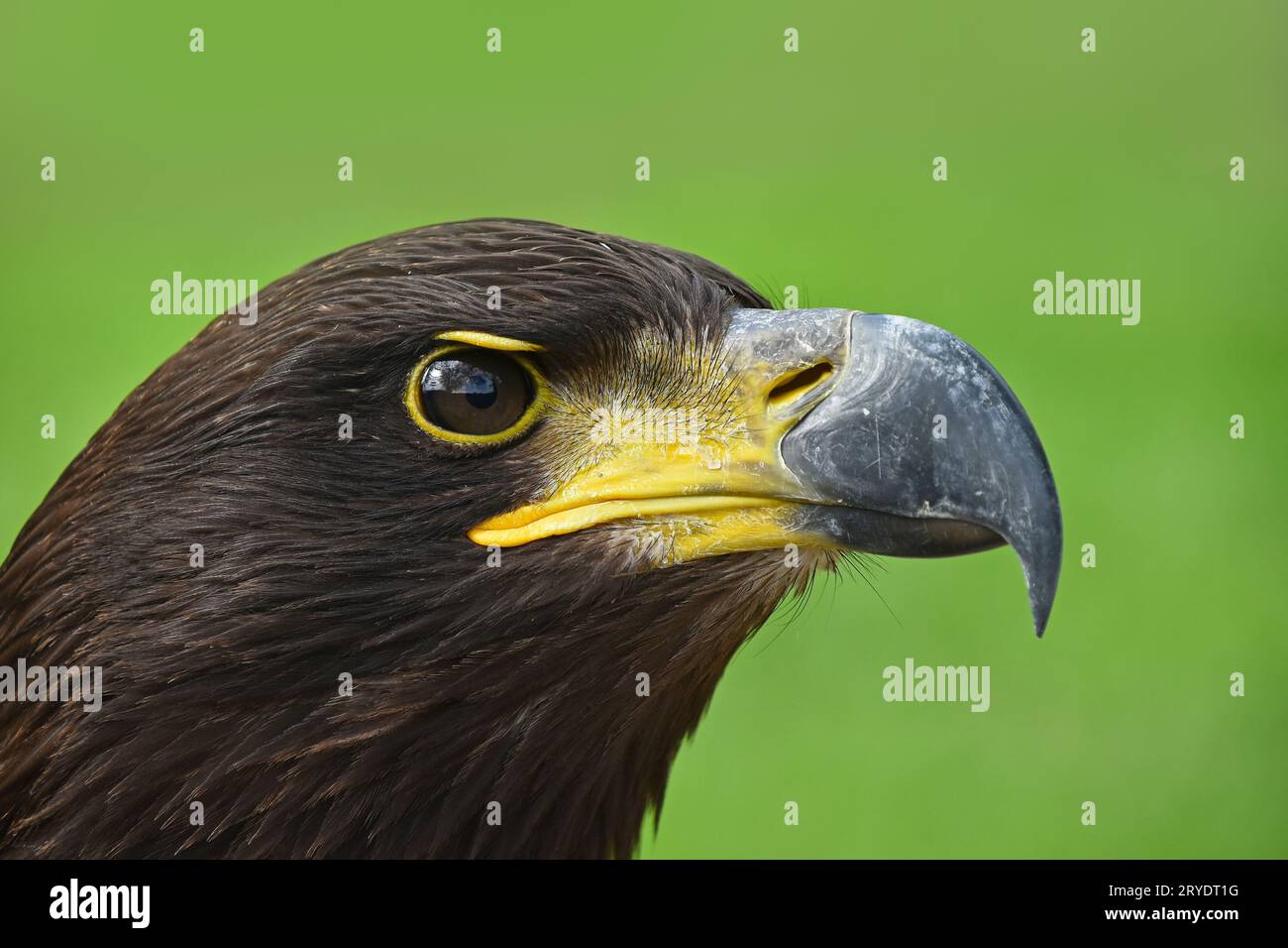 Close up ritratto di profilo di golden eagle su verde Foto Stock