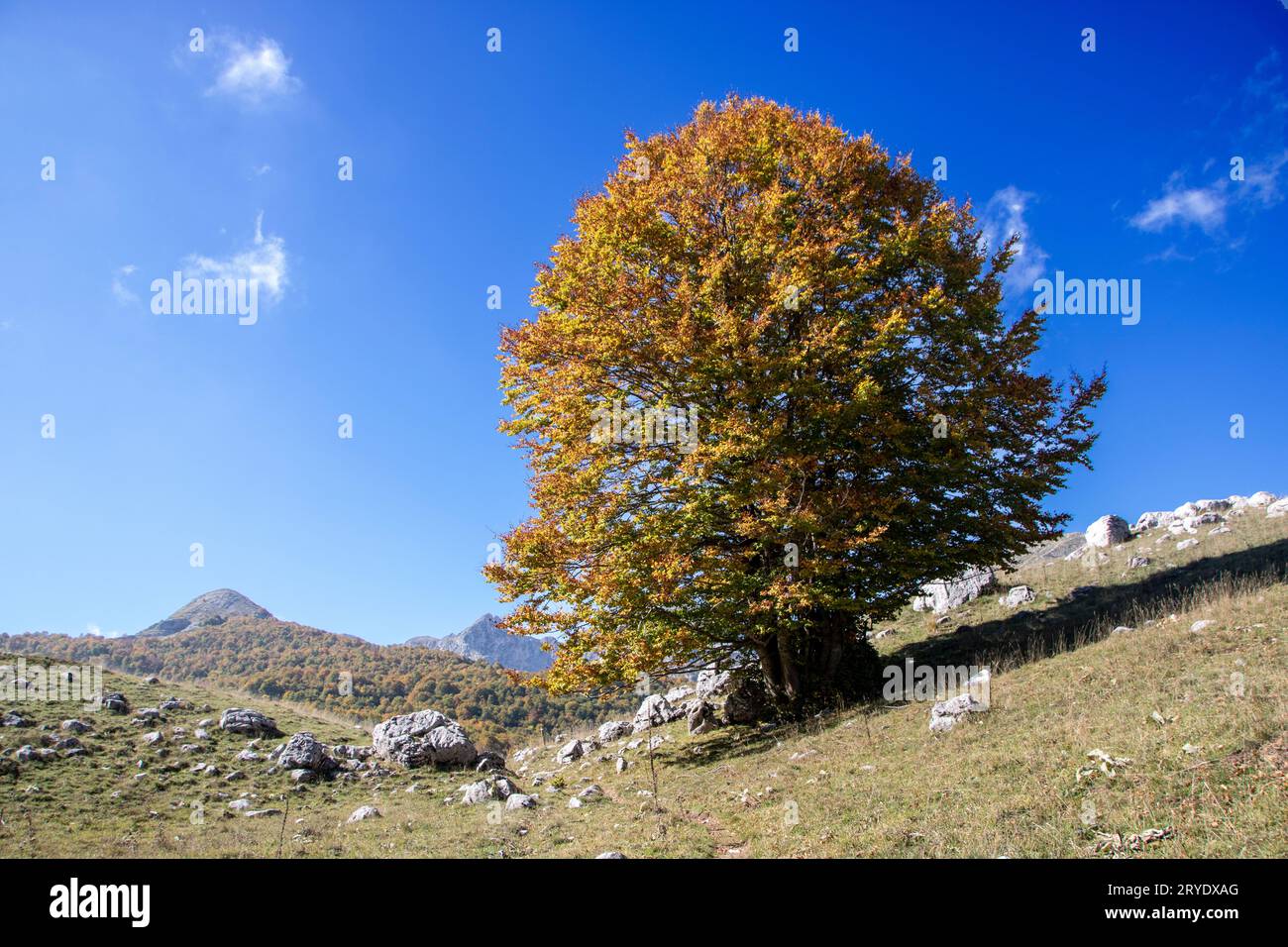 Sunny Valley nel parco nazionale d'Abruzzo in autunno, Italia Foto Stock