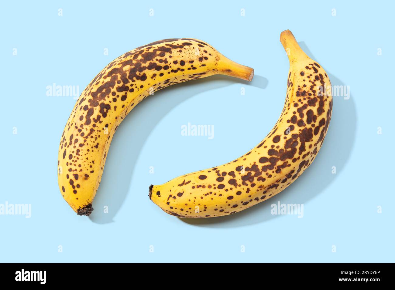 Due Spotted Banana isolato su sfondo blu Foto Stock
