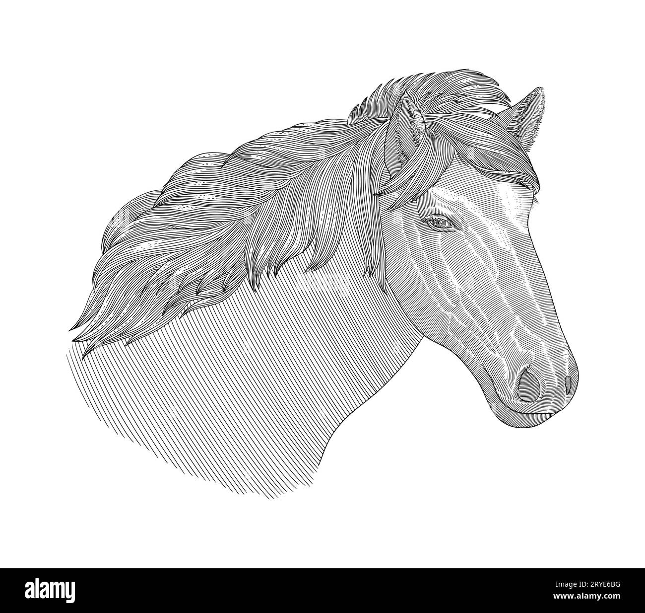 Testa di cavallo, illustrazione vettoriale in stile disegno con incisione Vintage isolata su sfondo bianco Illustrazione Vettoriale