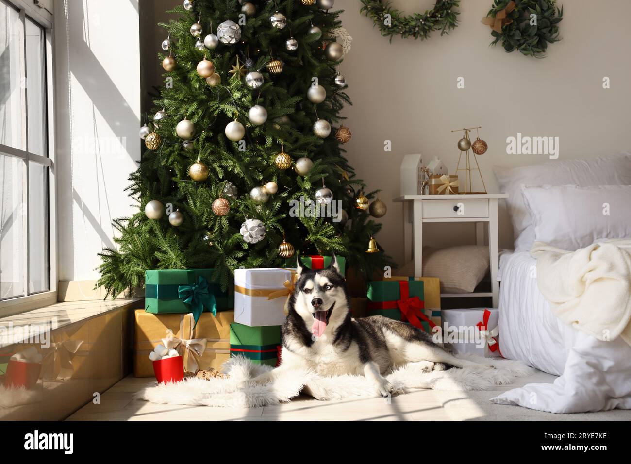 Carino cane Husky che giace vicino all'albero di Natale in camera da letto Foto Stock