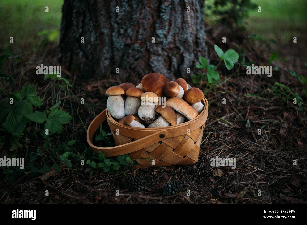 Bellissimi funghi in cesto su uno sfondo boschivo. Buonissimo bolo di funghi edulis, panino da penny, porcini, porcini. Raccolta di funghi. Foto Stock