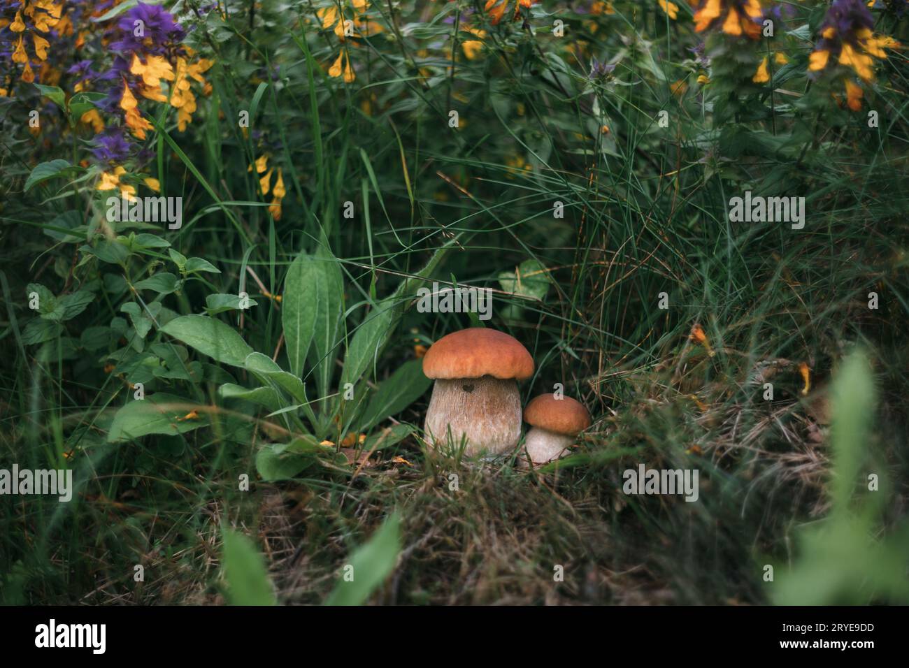 Due funghi commestibili, panino da penny nella foresta. Bellissimo fungo boletus edulis, porcini, porcini su fondo erboso verde. Foto Stock