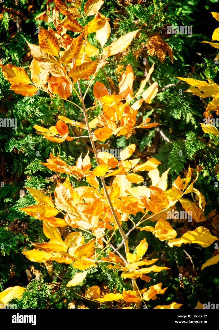 Autunno alberi Bowmont Park Calgary Alberta Foto Stock