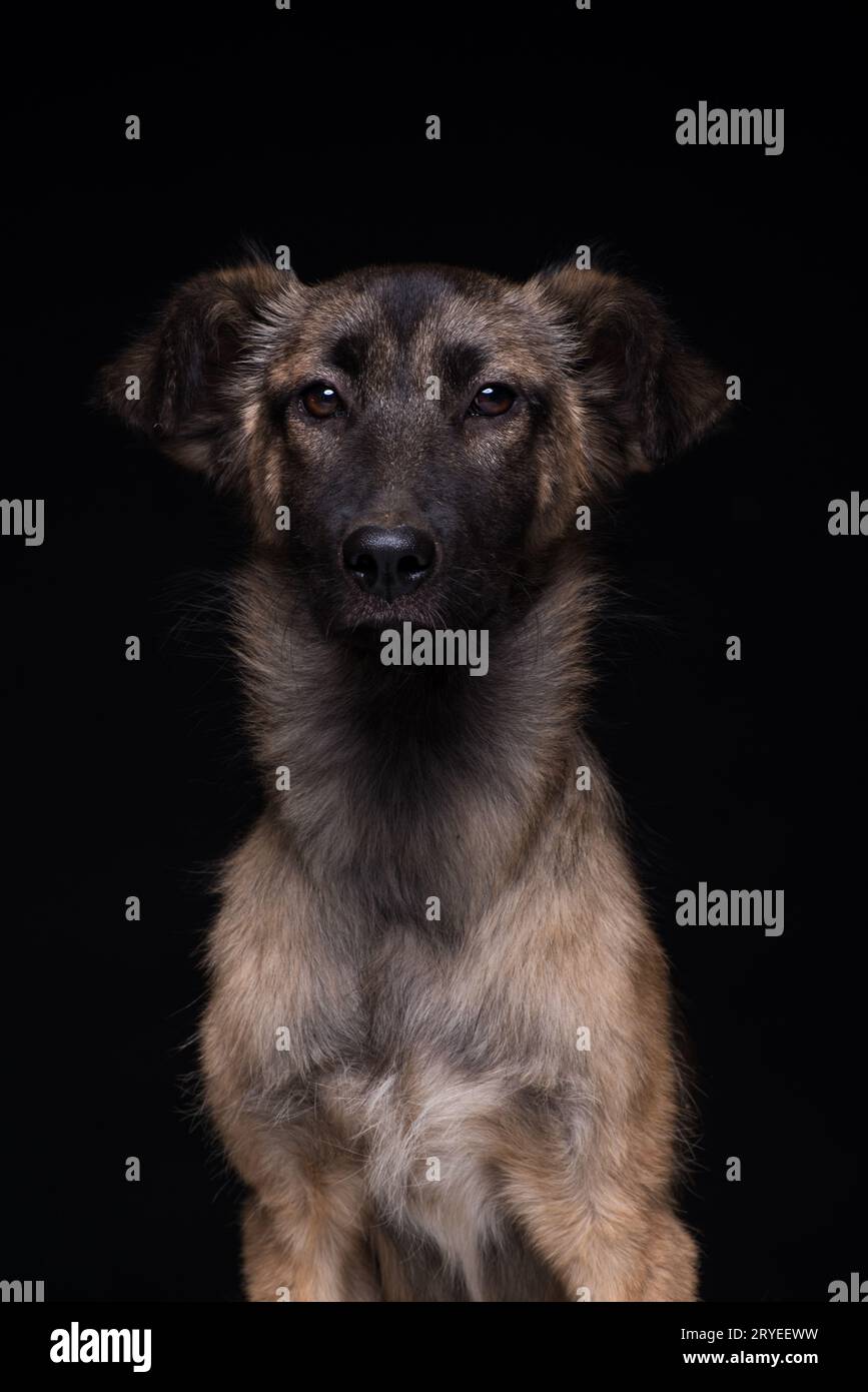 Cane su sfondo nero Foto Stock