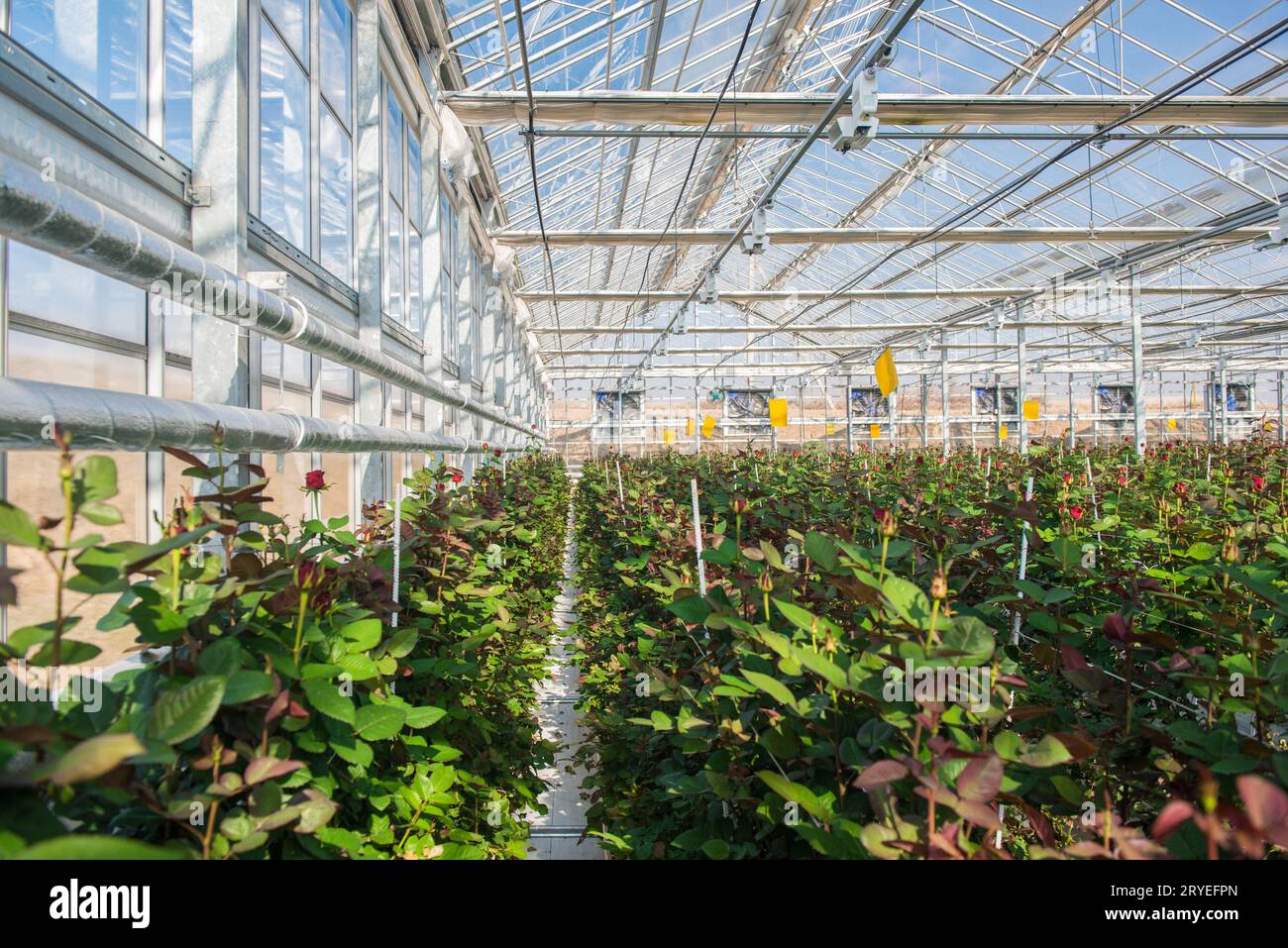 Serra con fiori di rosa Foto Stock