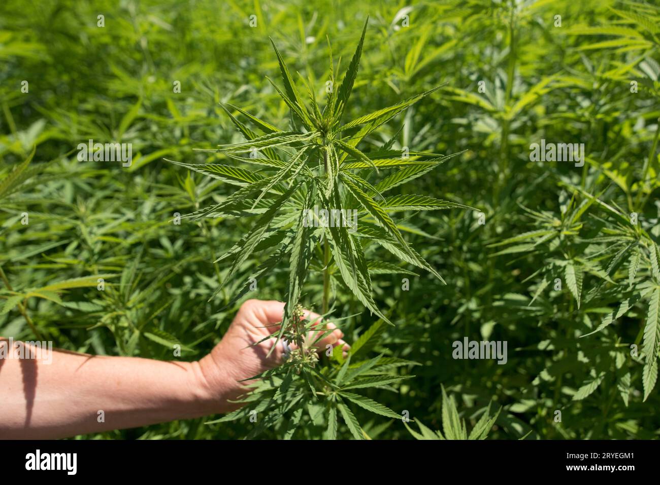 Pianta di canapa che tiene a mano in campo di canapa Foto Stock