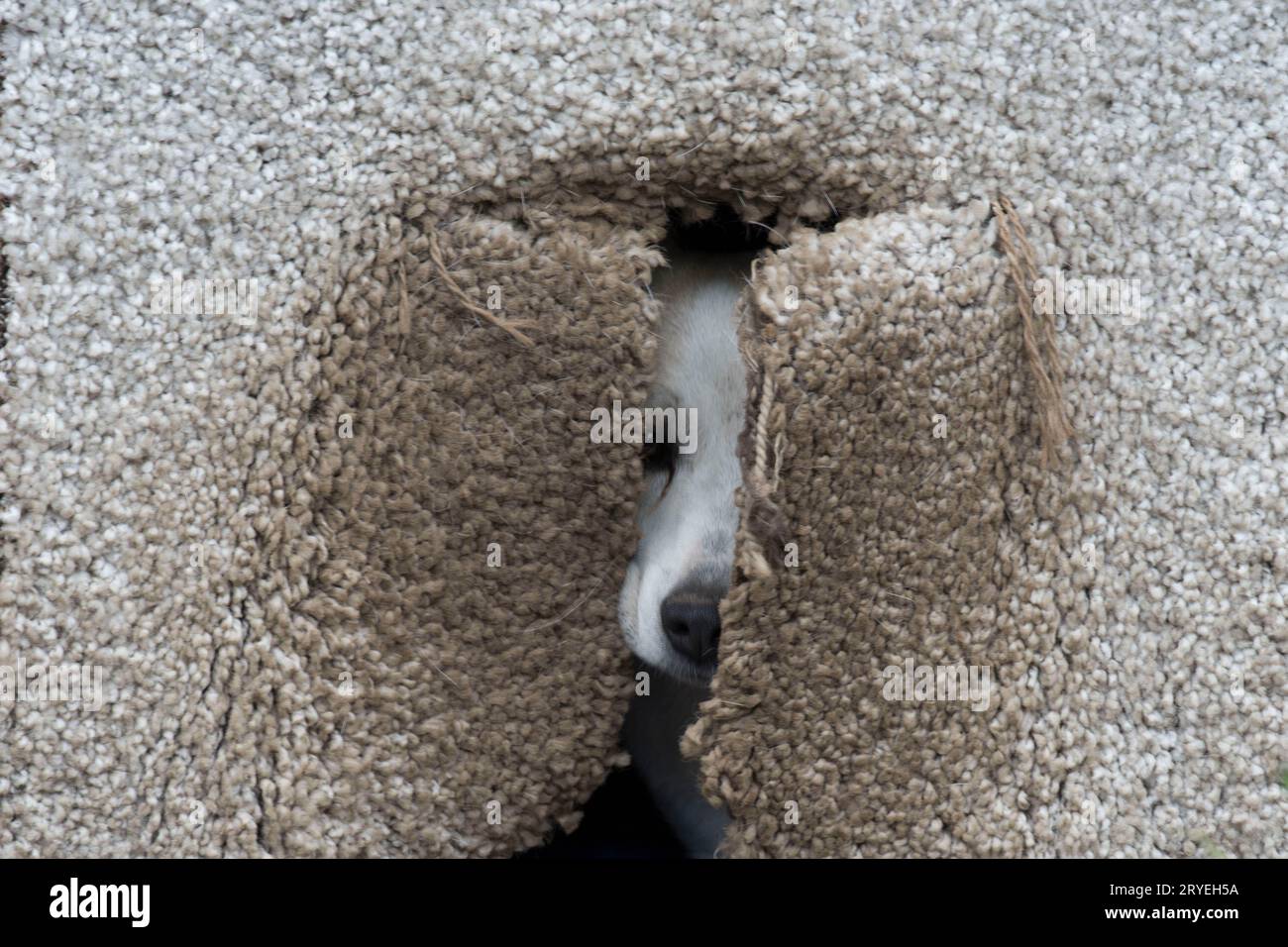 Cane nella sua casa per cani Foto Stock