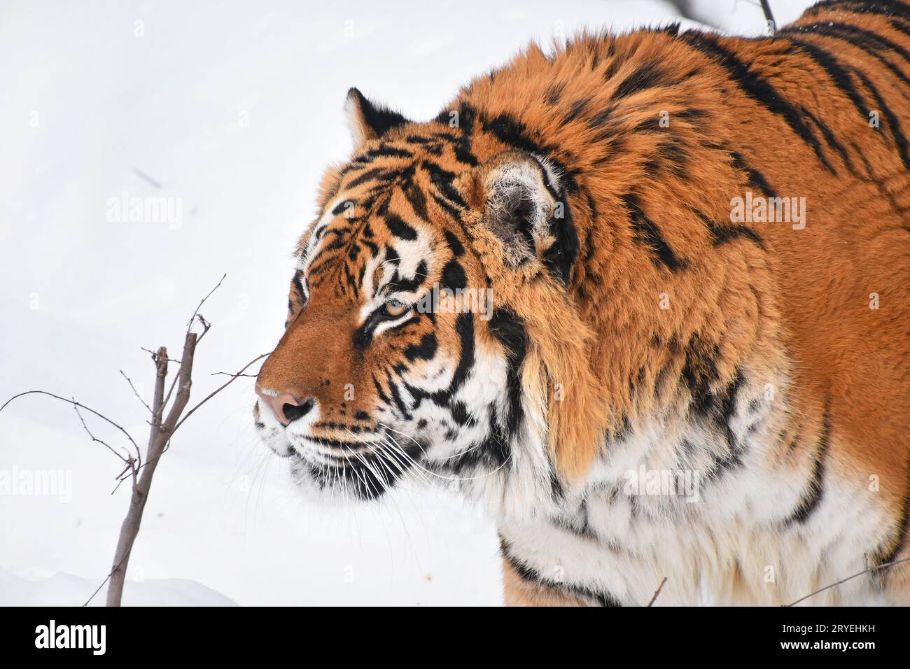 Close up ritratto della tigre siberiana in inverno la neve Foto Stock