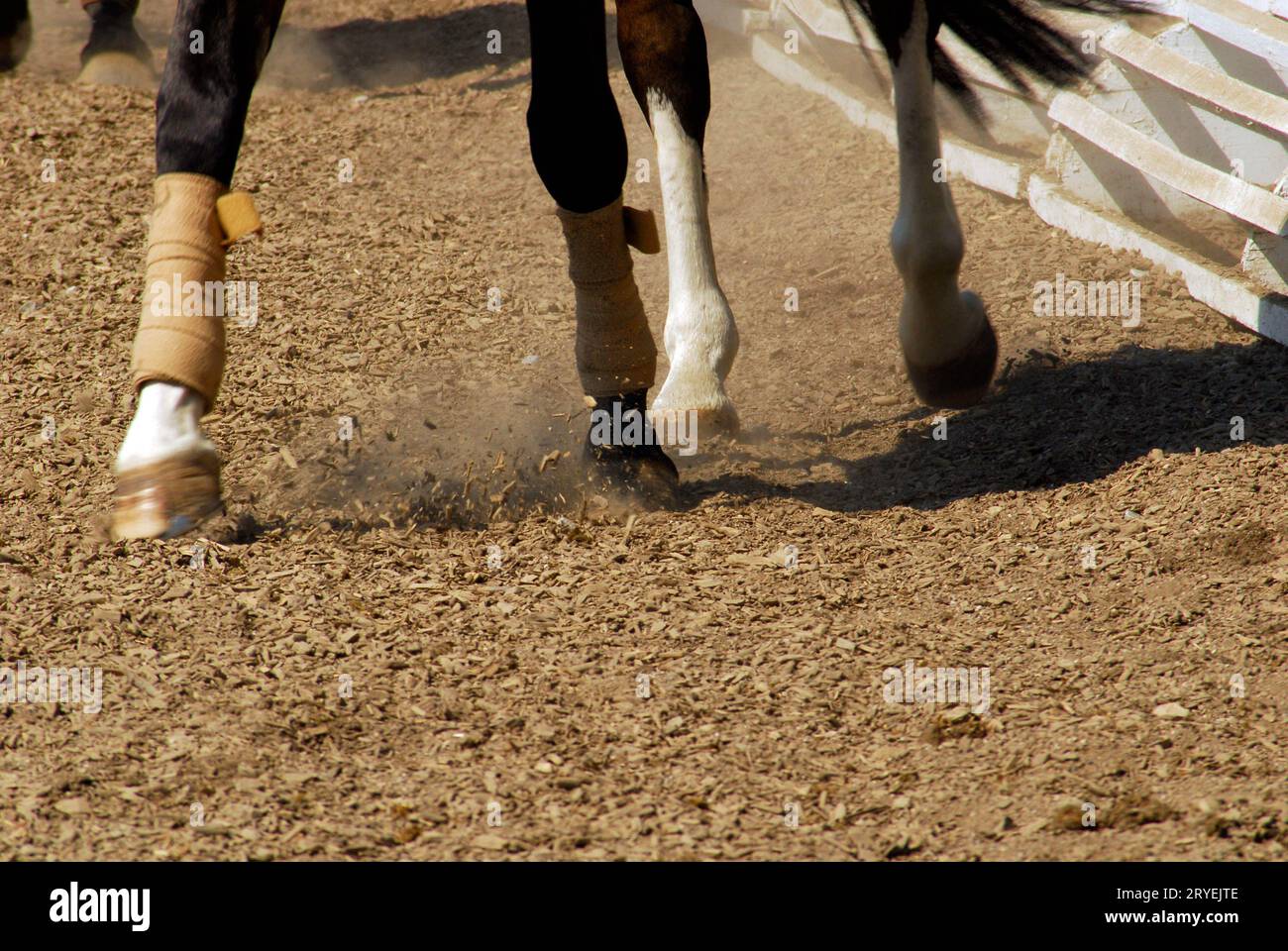 Dressage, equitazione in competizione Foto Stock