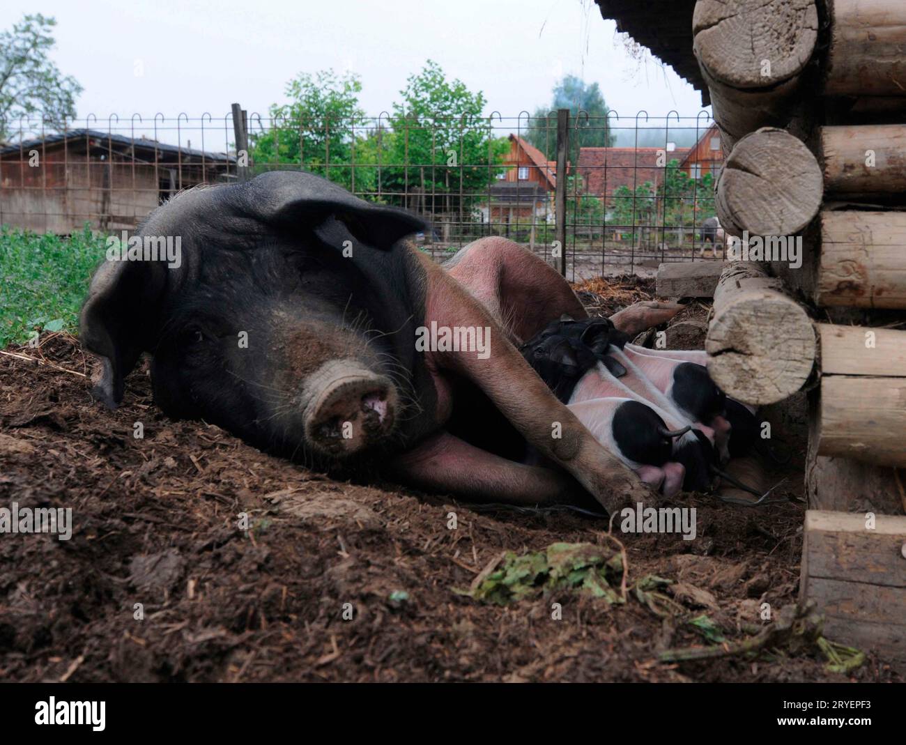 Benessere degli animali nell’allevamento di suini Foto Stock