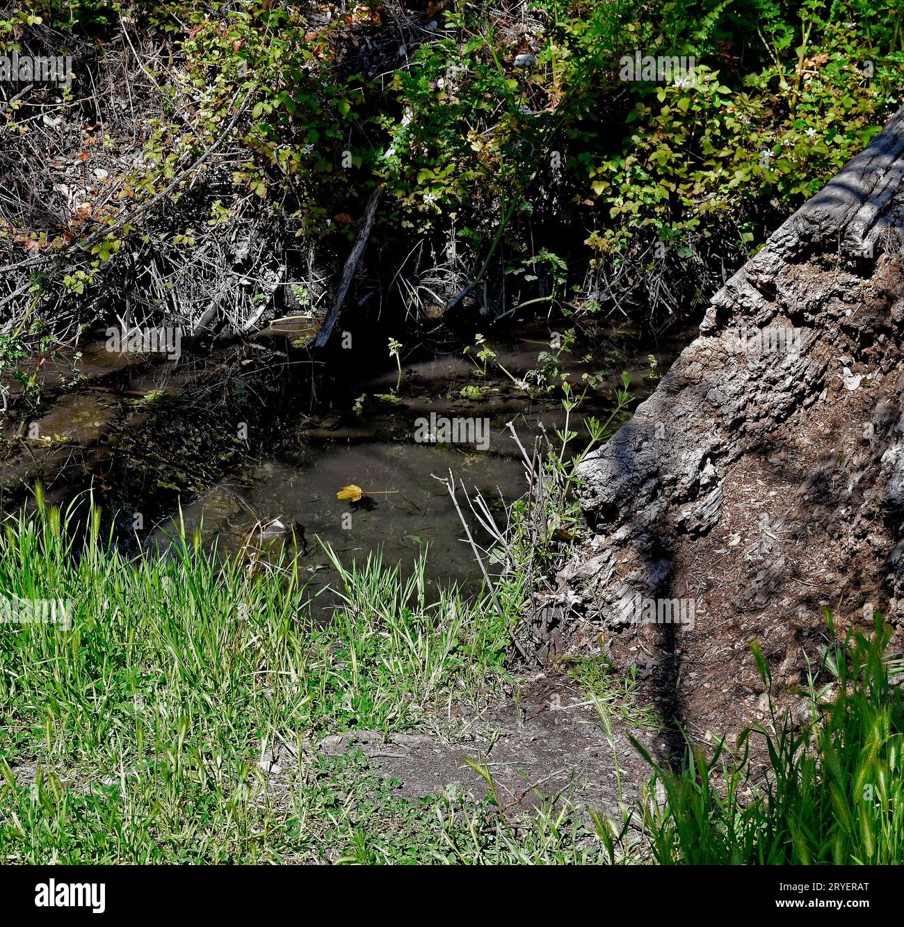 Small creek nella Stivers Lagoon Nature area di Central Park e Lake Elizabeth a Fremont, California Foto Stock