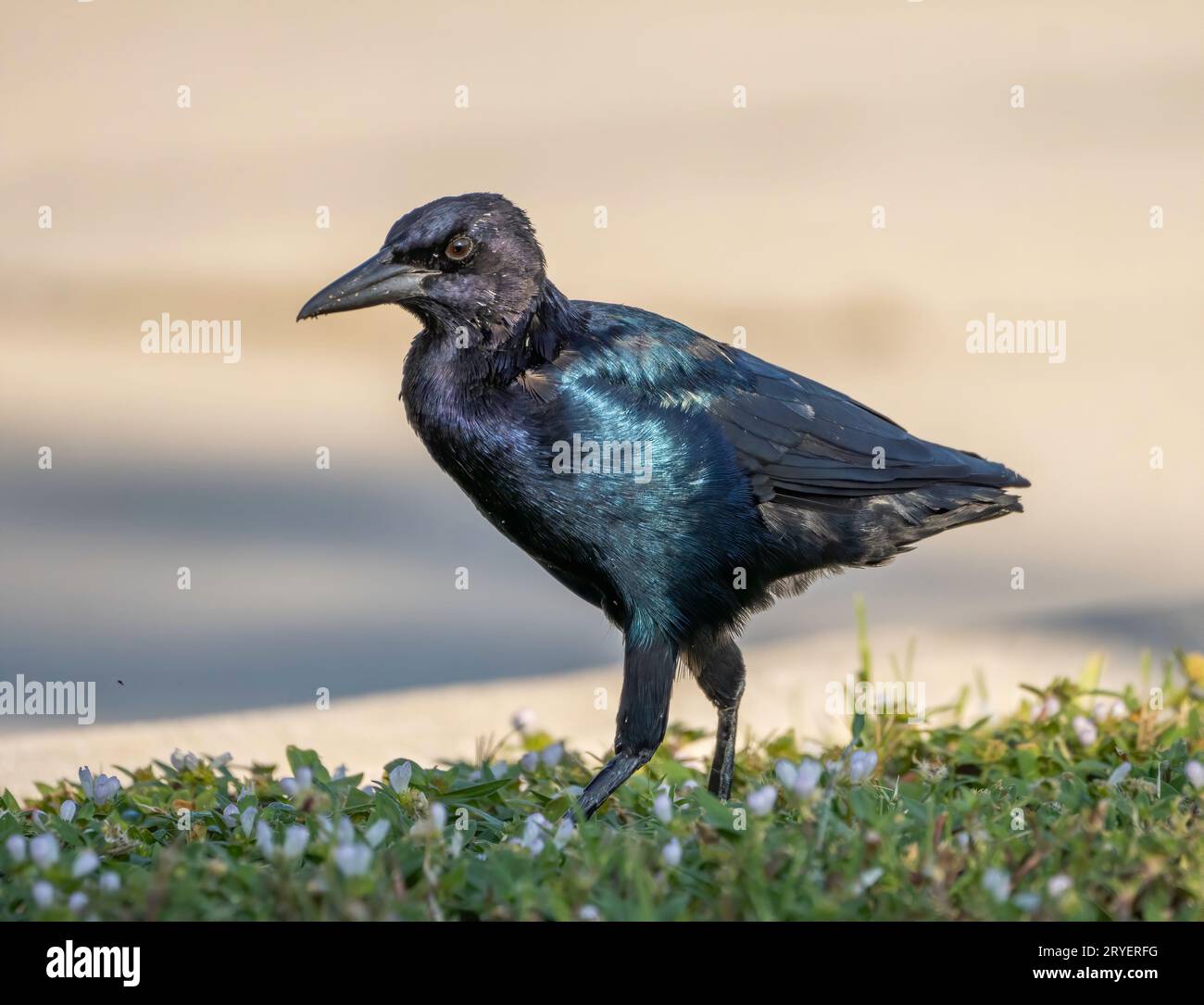 Giovani grackle alla coda di una barca alla ricerca di cibo in un parcheggio. Foto Stock