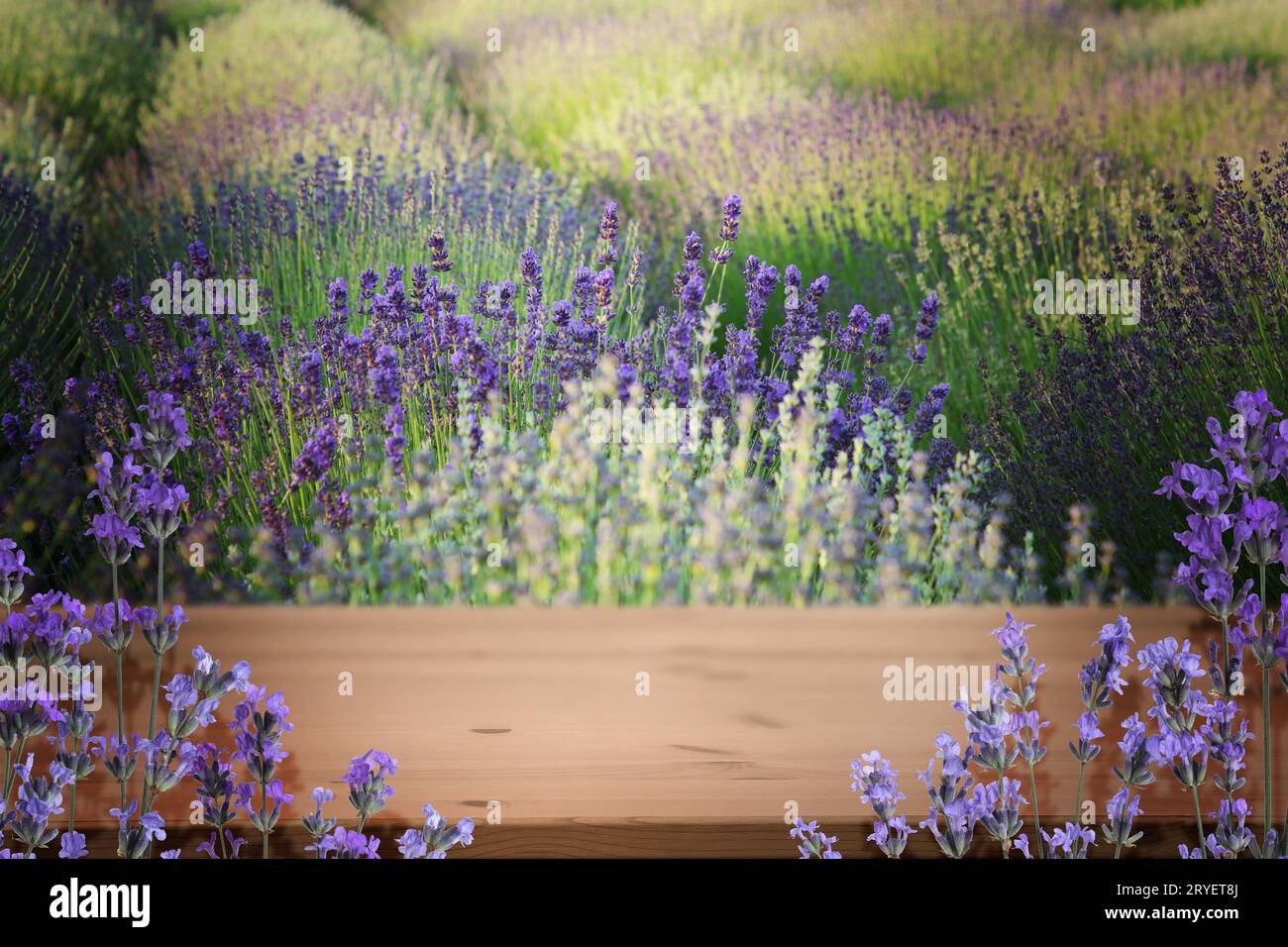 Ponte in legno tra un fiorente campo di lavanda. Spazio per il testo Foto Stock