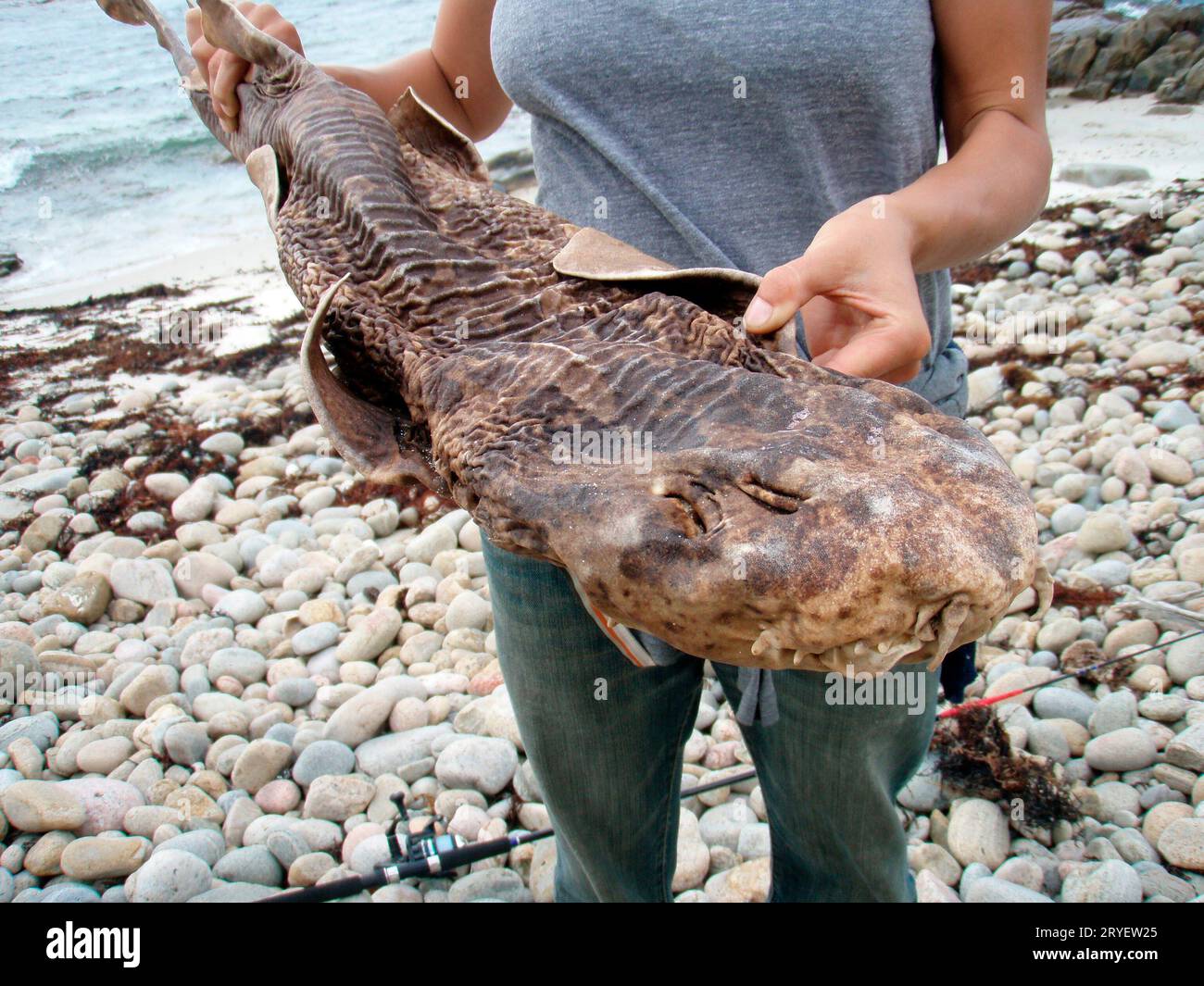 Un pesce, un animale acquatico Foto Stock