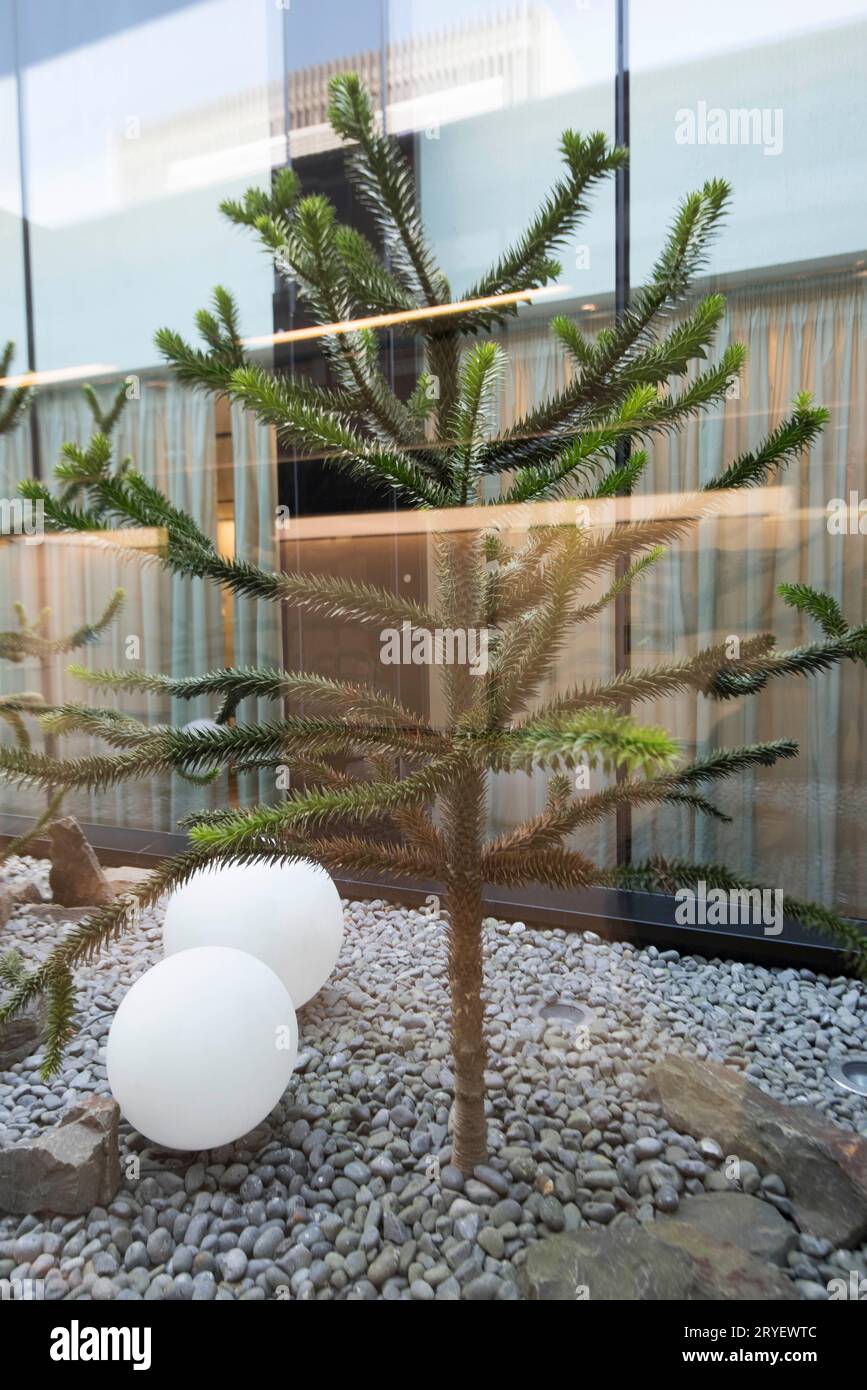 Piante e fiori nell'edificio Foto Stock